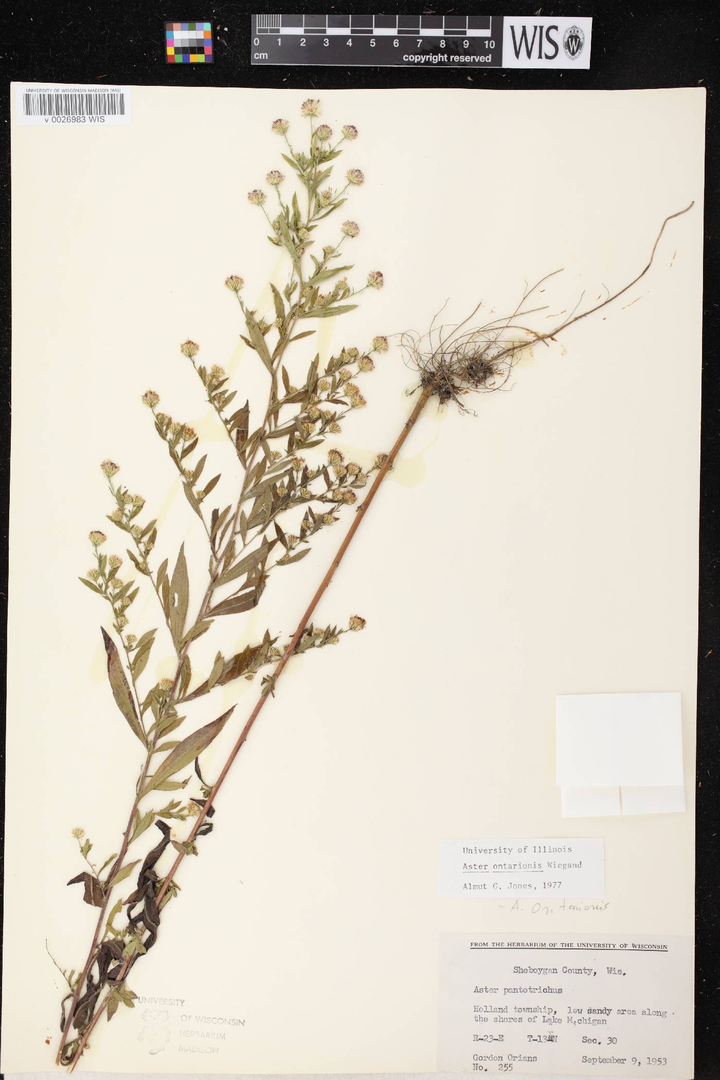 Symphyotrichum ontarionis image