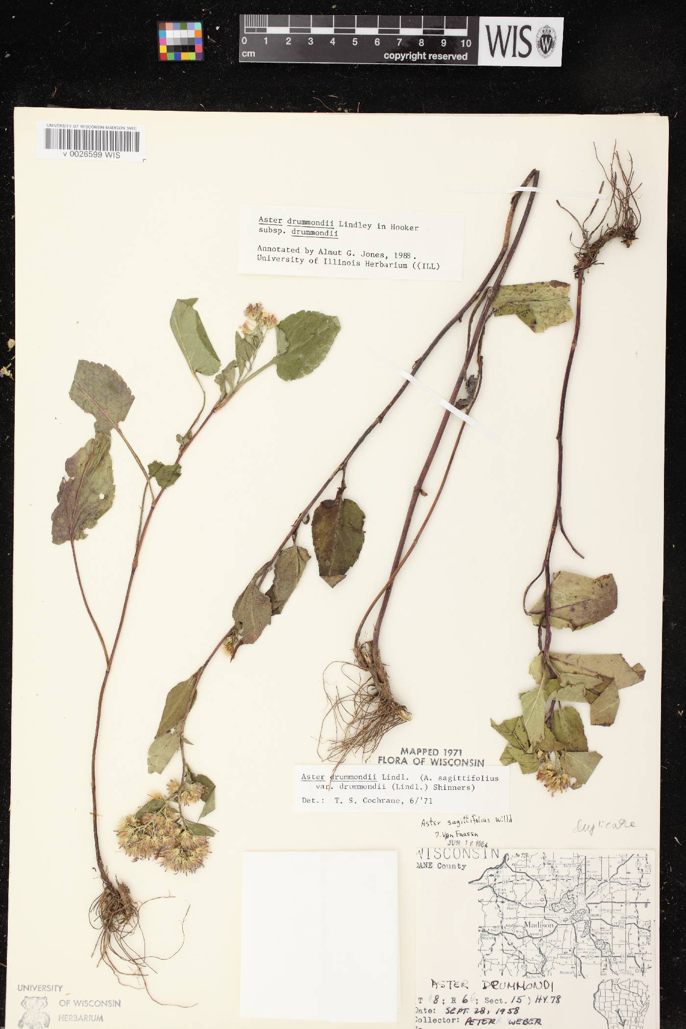 Symphyotrichum drummondii var. drummondii image
