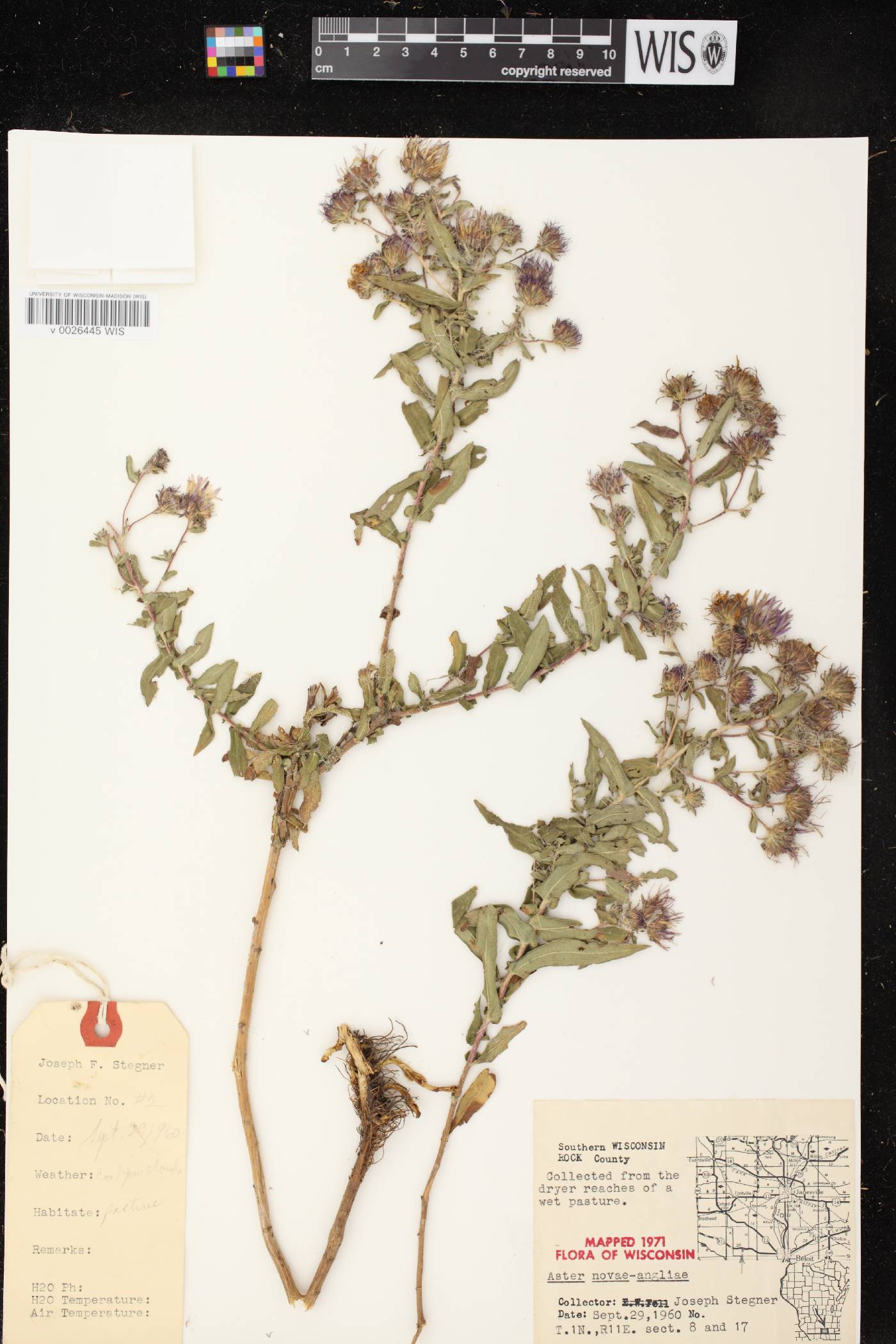 Symphyotrichum novae-angliae image