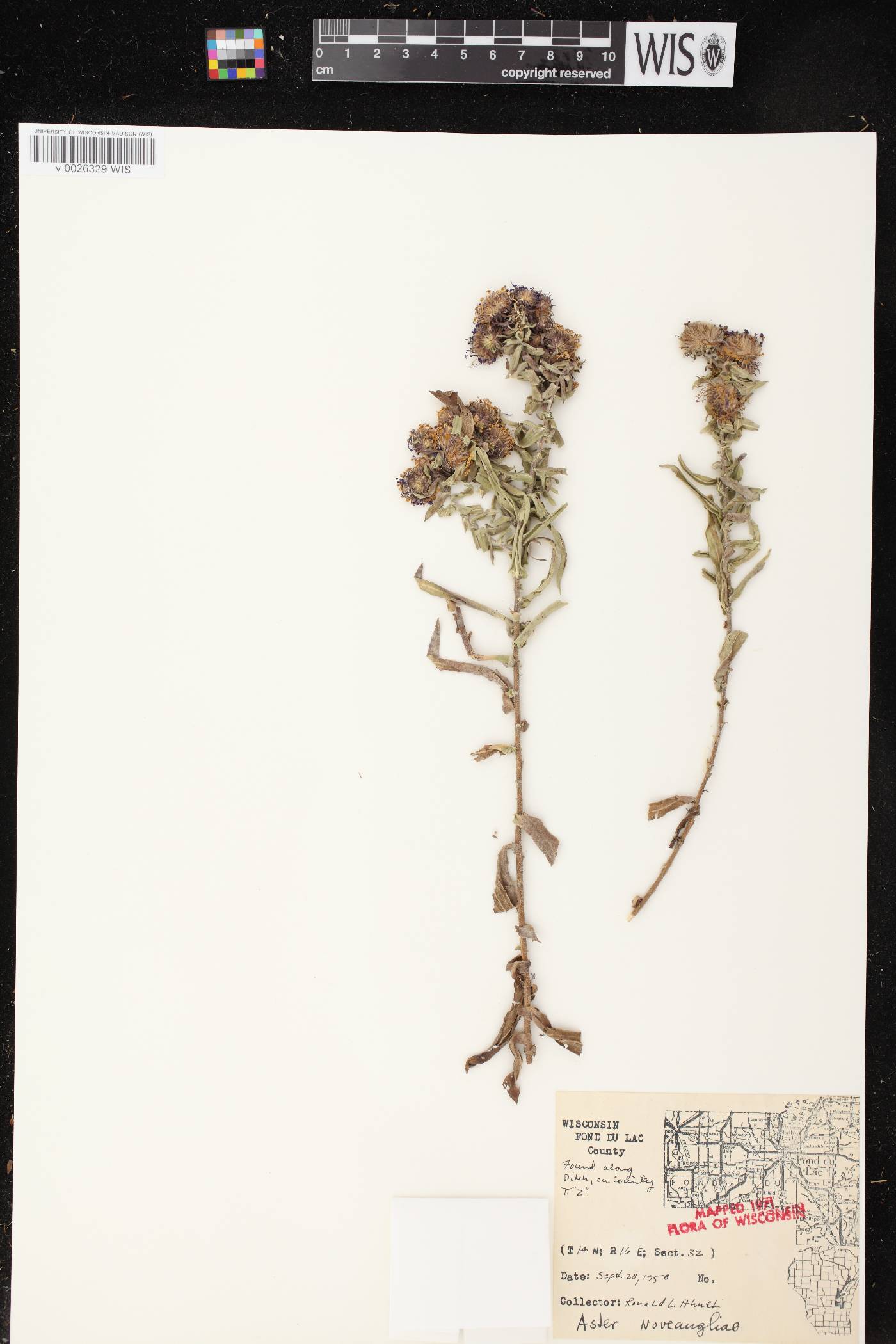 Symphyotrichum novae-angliae image