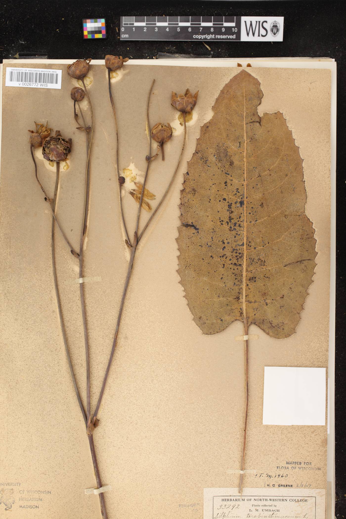 Silphium terebinthinaceum var. terebinthinaceum image