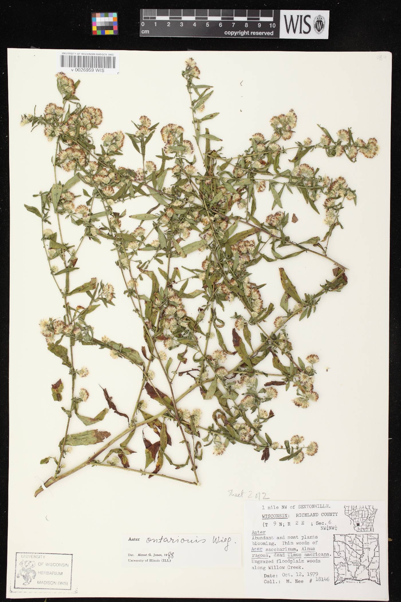 Symphyotrichum ontarionis image
