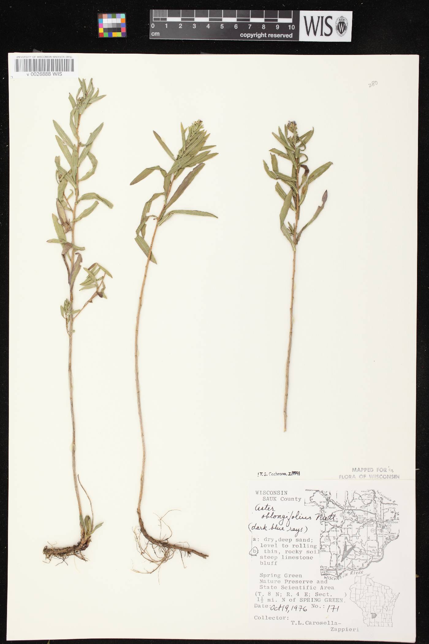 Symphyotrichum oblongifolium image