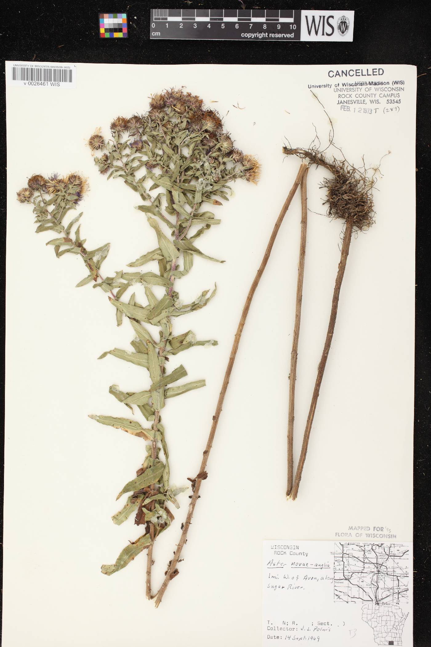 Symphyotrichum novae-angliae image