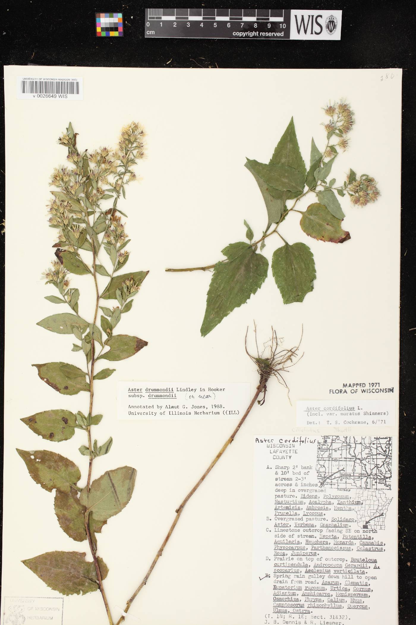 Symphyotrichum drummondii var. drummondii image