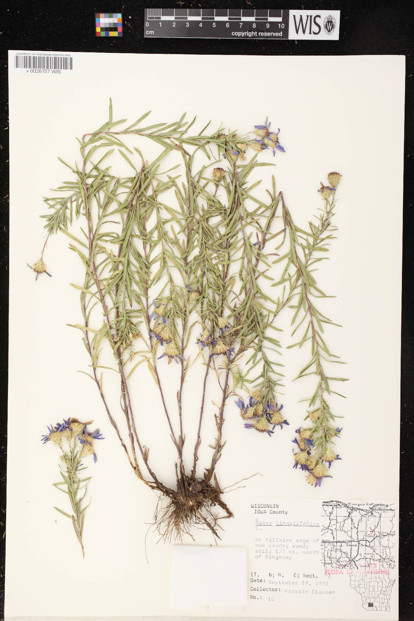 Ionactis linariifolia image