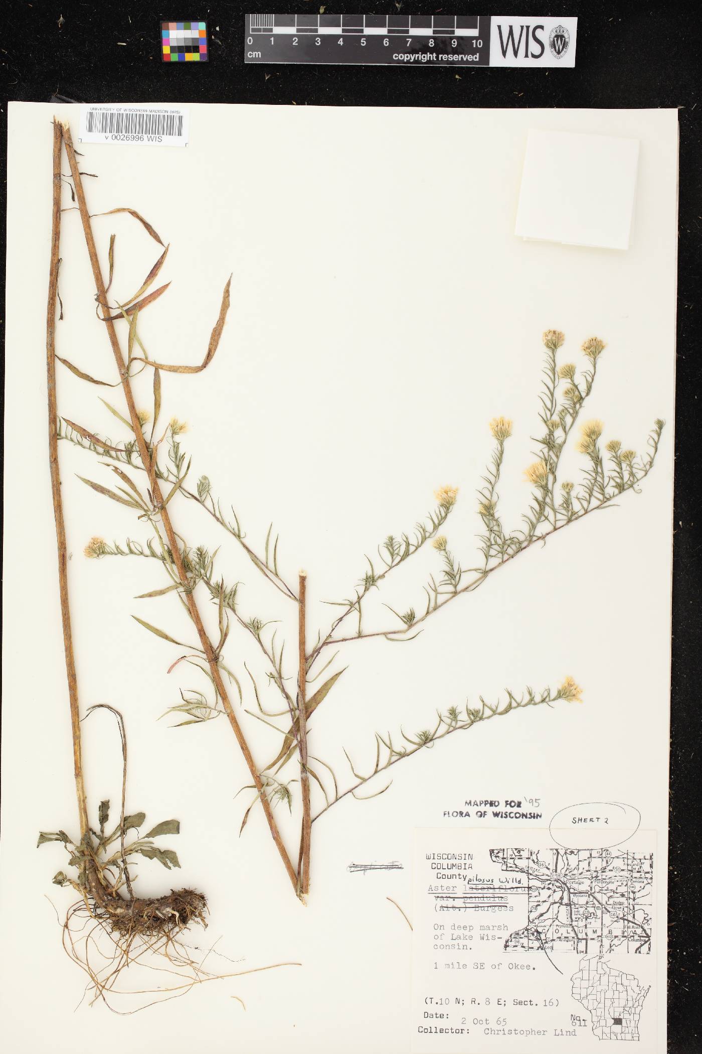 Symphyotrichum pilosum image