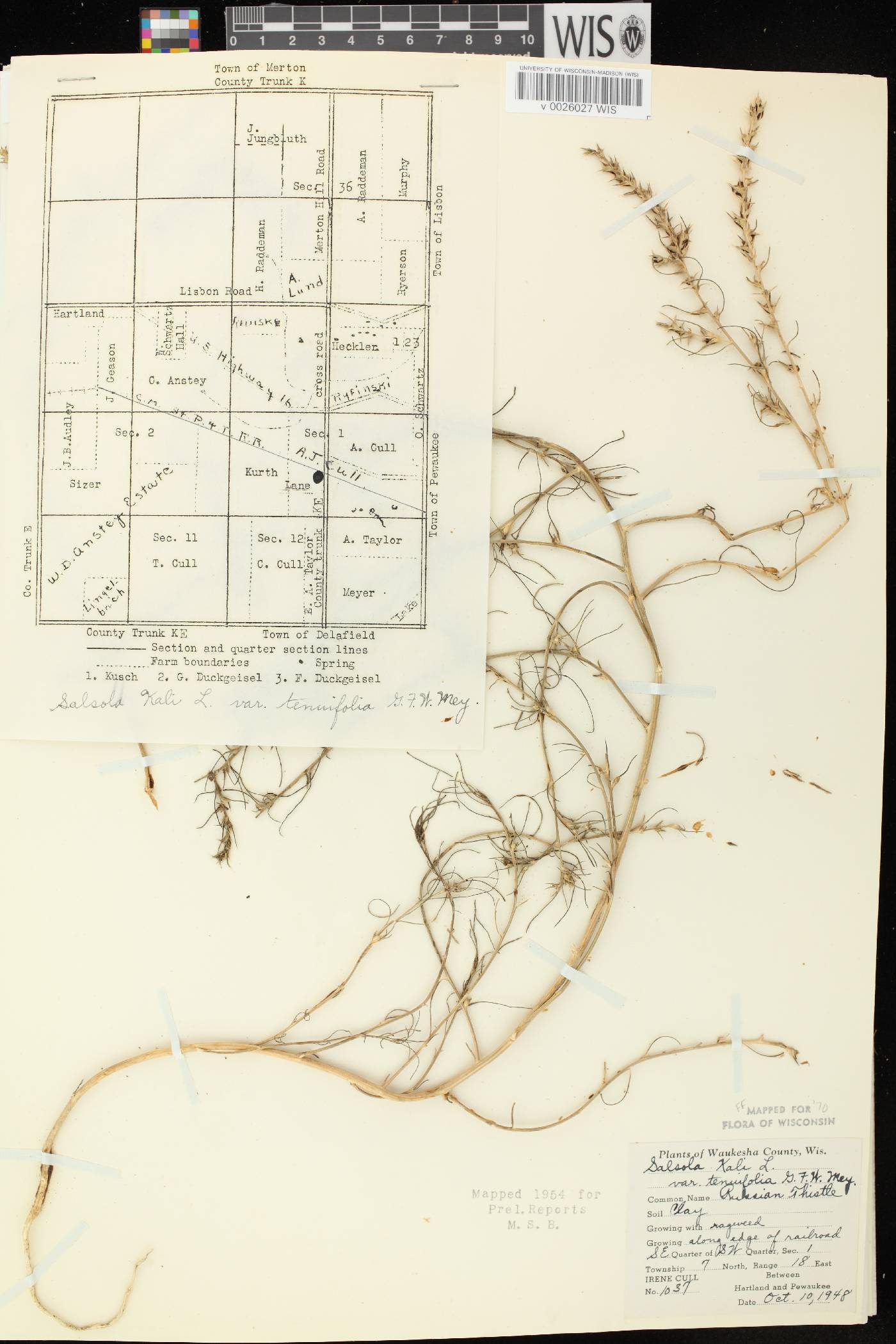 Salsola tragus image