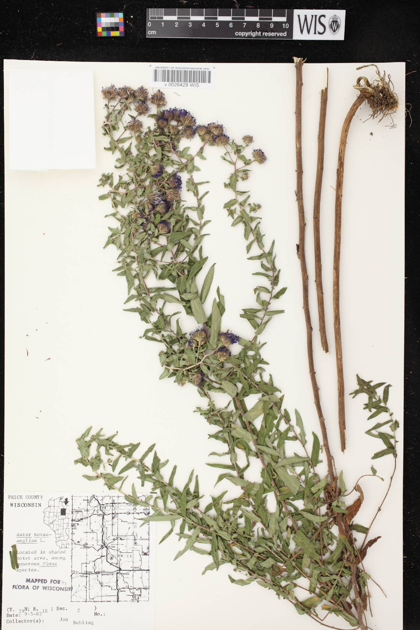 Symphyotrichum novae-angliae image