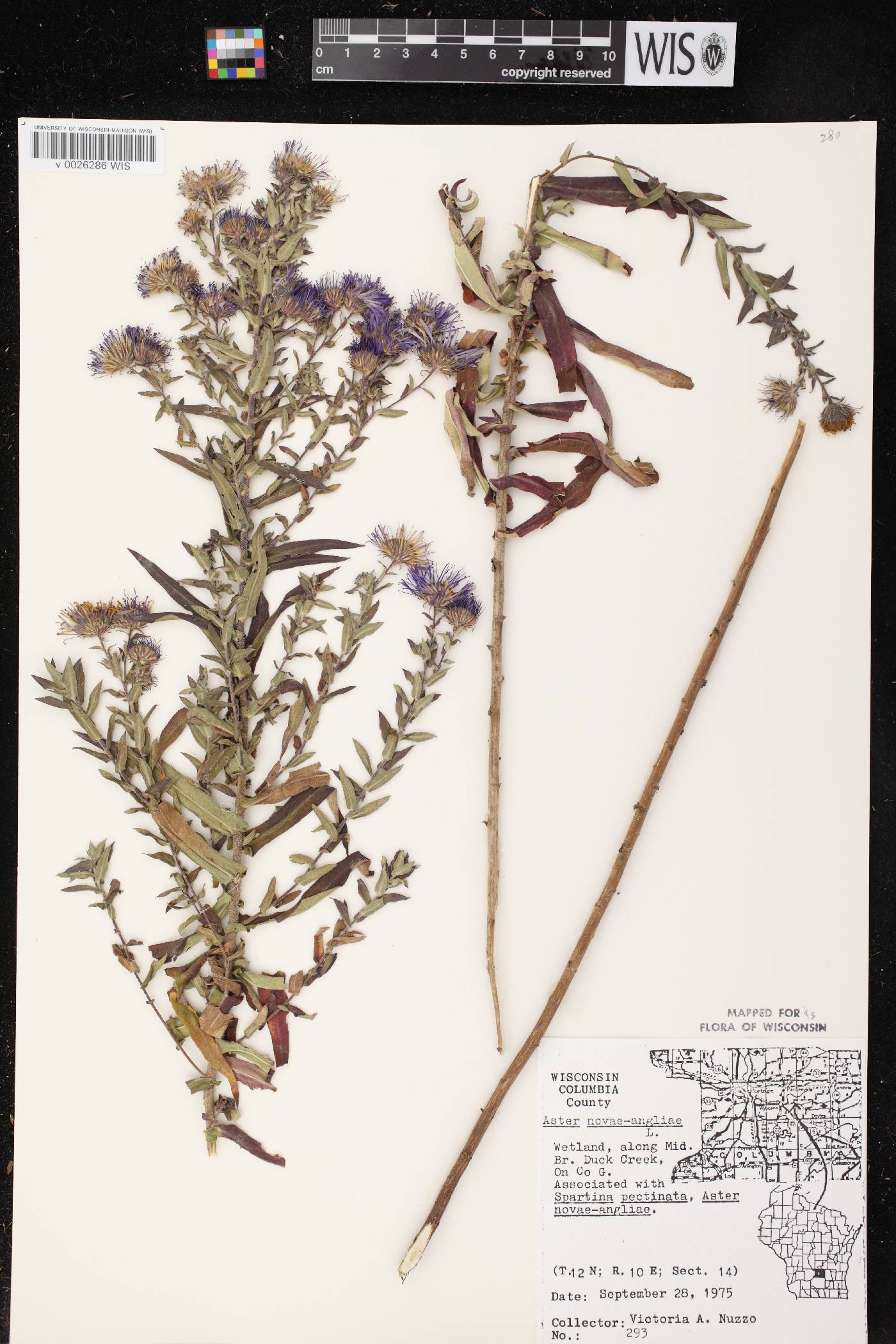Symphyotrichum novae-angliae image