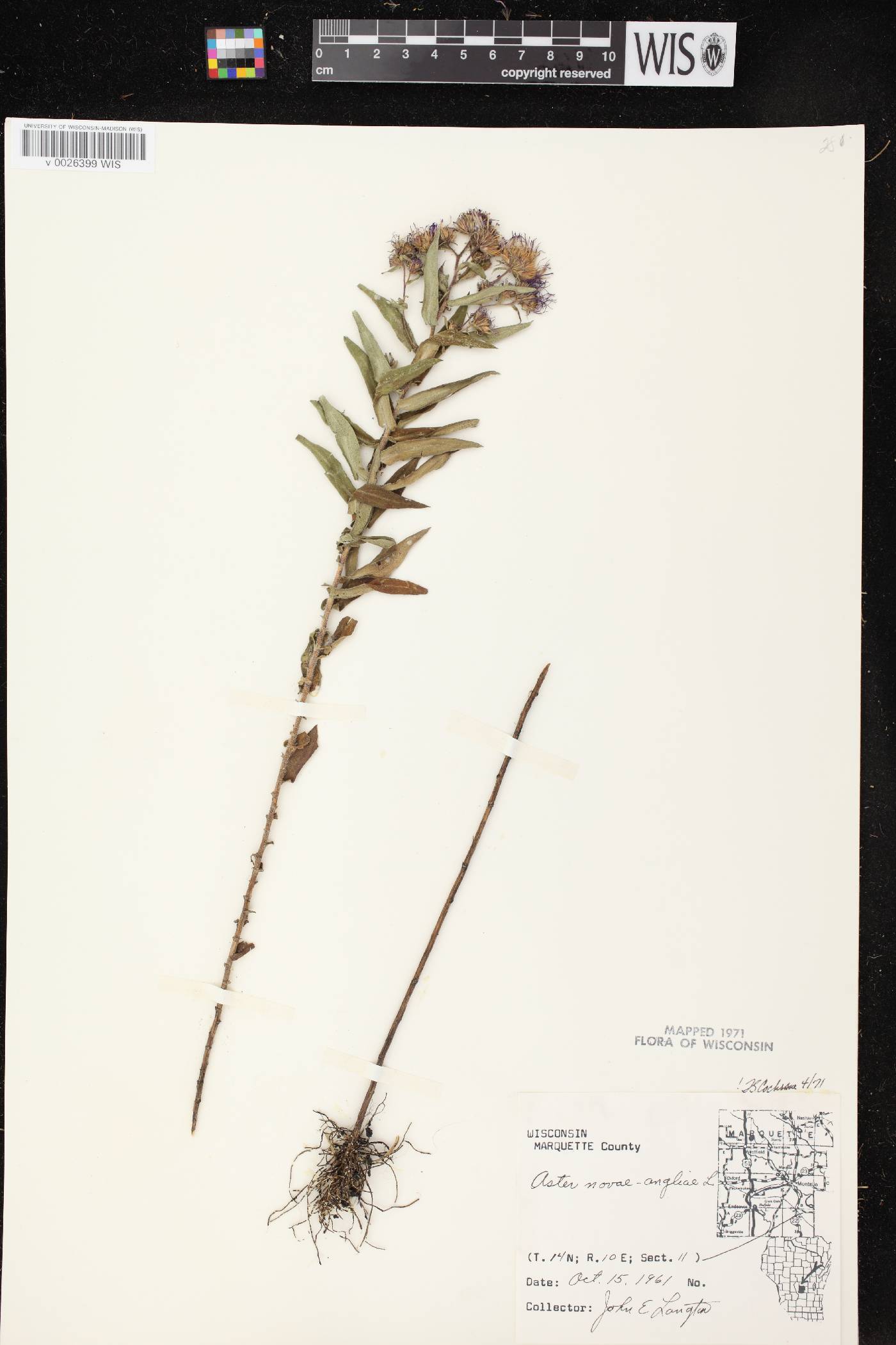 Symphyotrichum novae-angliae image