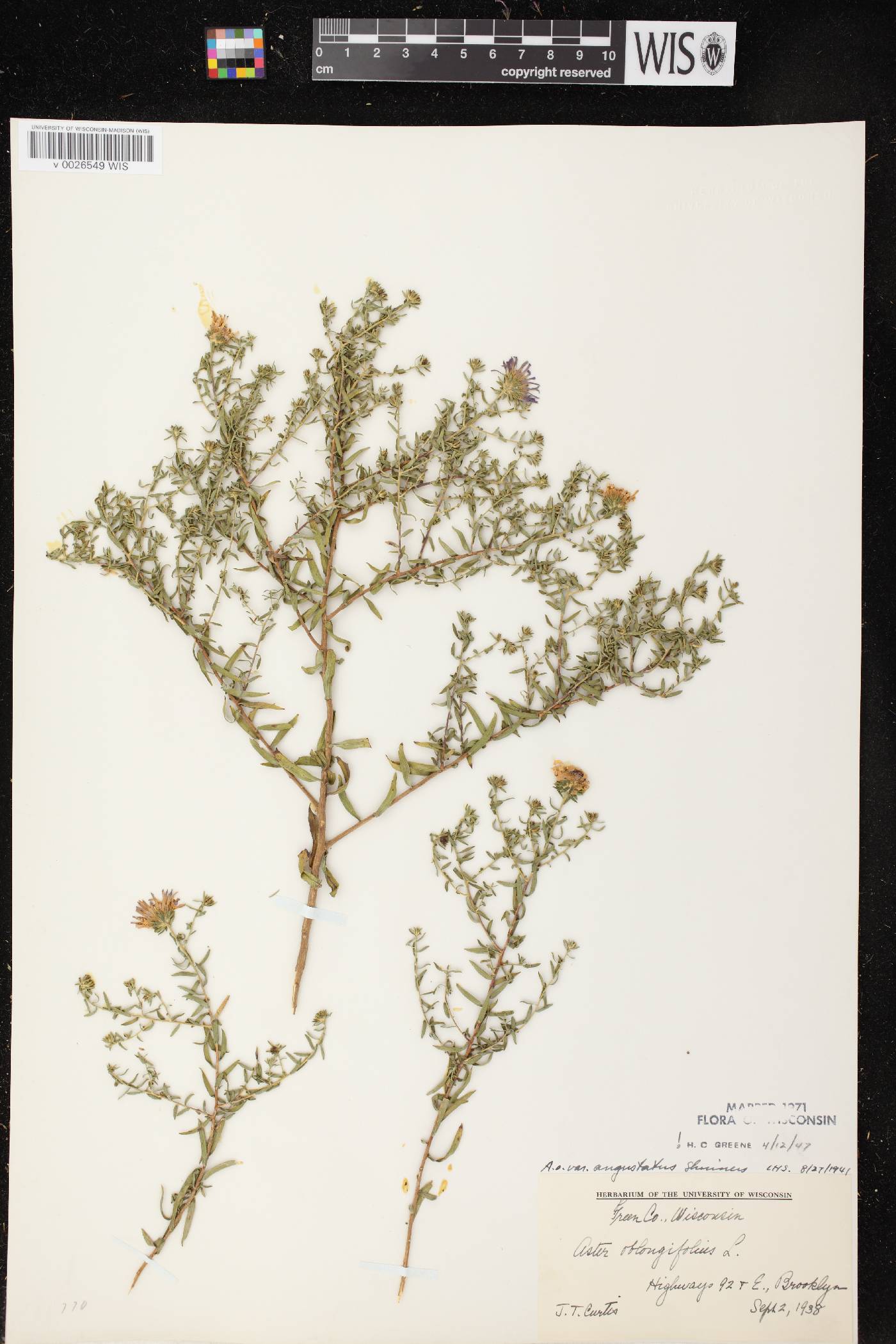 Symphyotrichum oblongifolium image