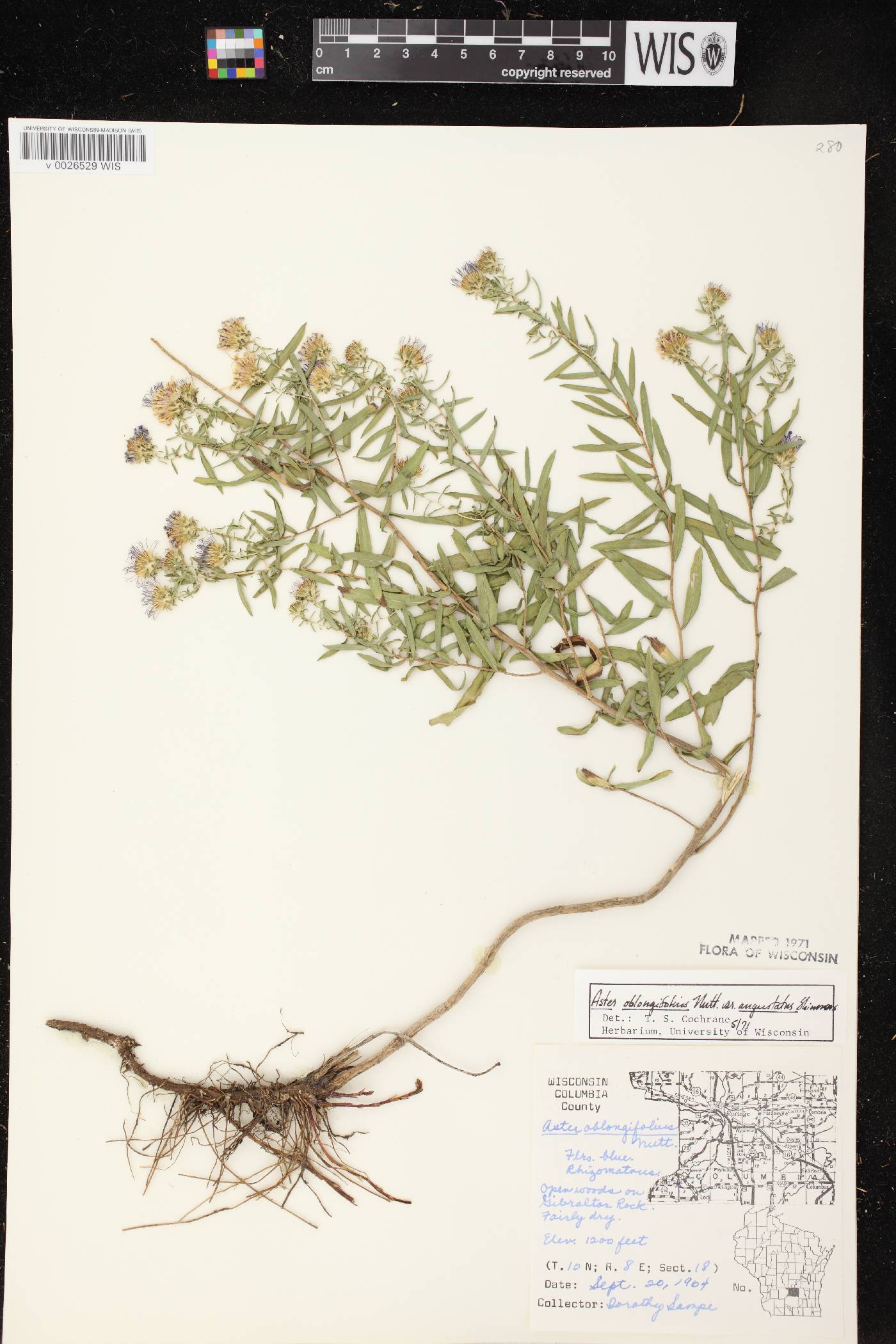 Symphyotrichum oblongifolium image