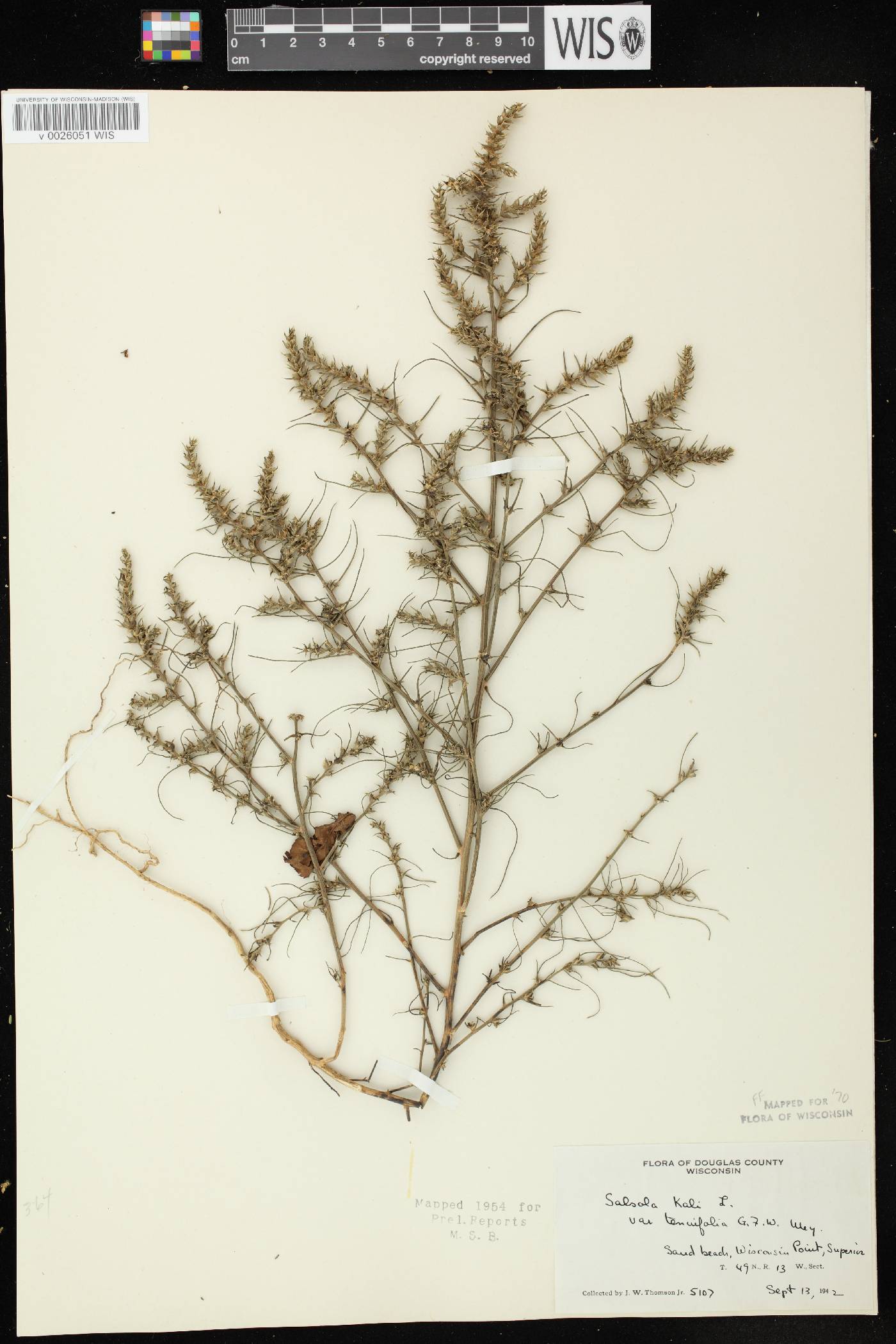 Salsola tragus image