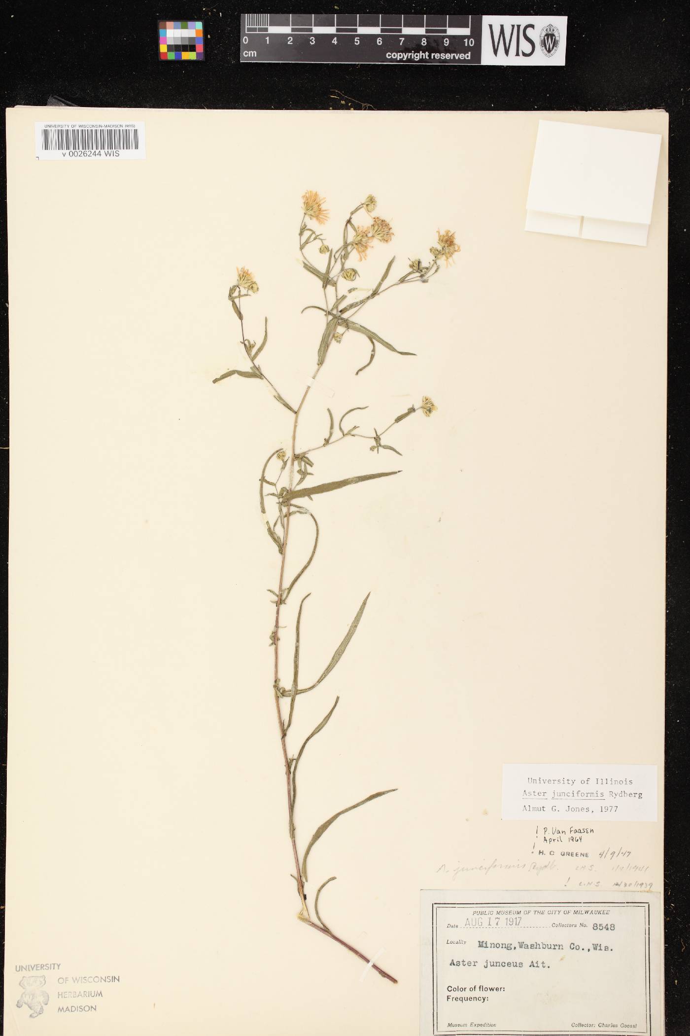 Symphyotrichum boreale image