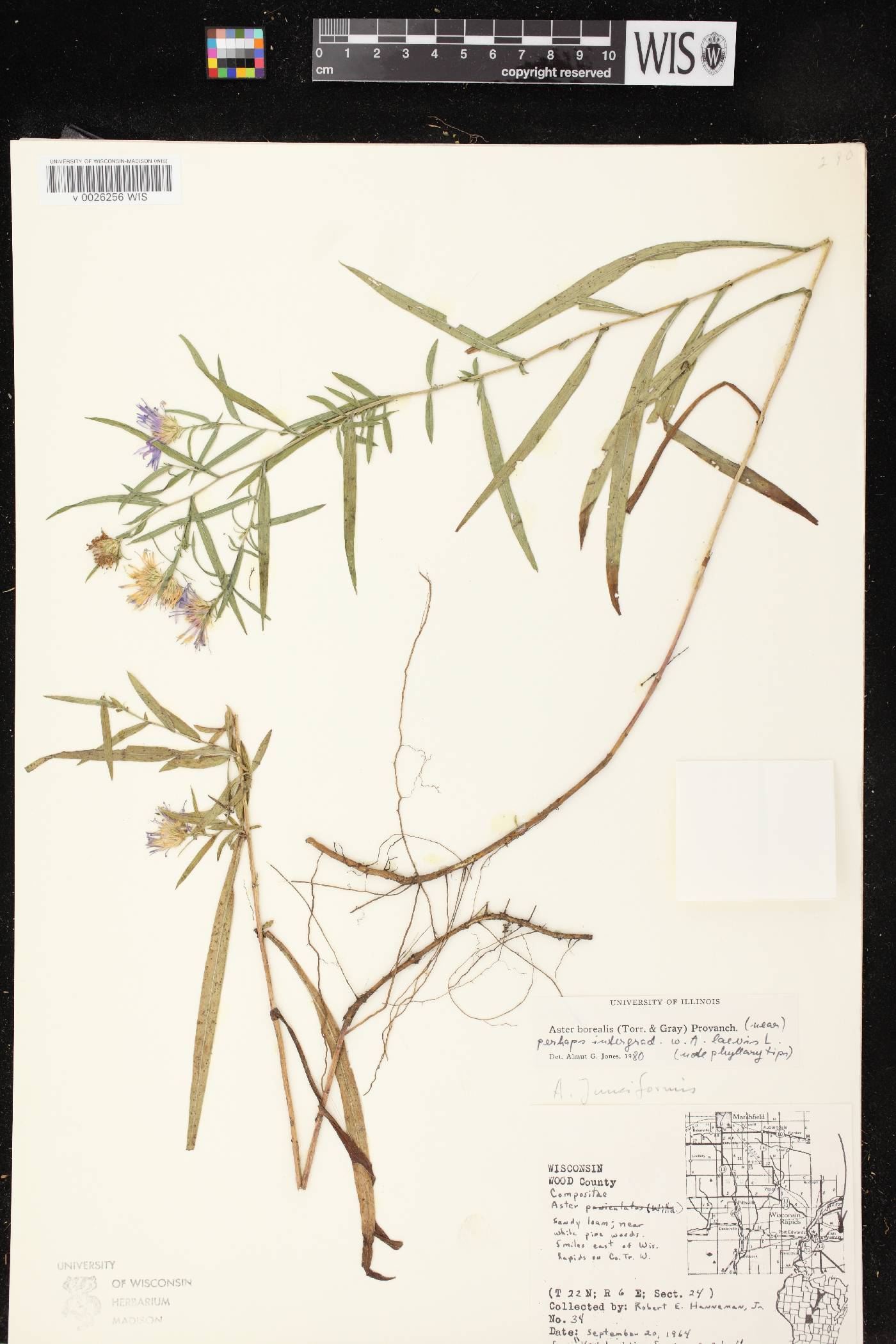 Symphyotrichum boreale image
