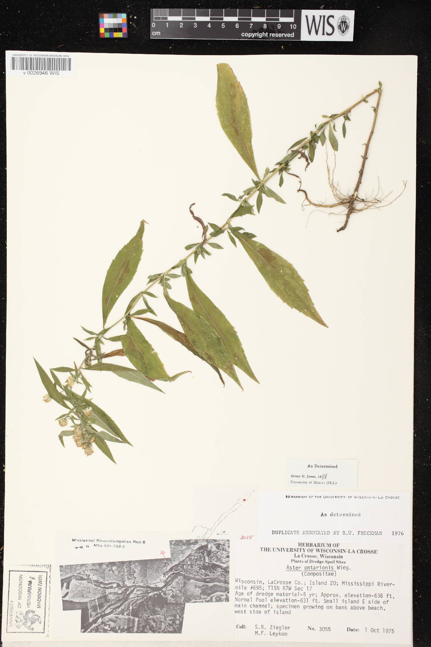 Symphyotrichum ontarionis image