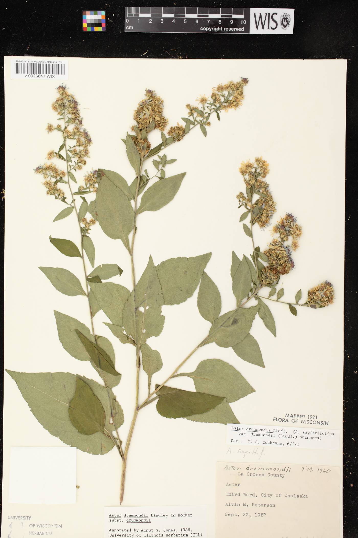 Symphyotrichum drummondii var. drummondii image