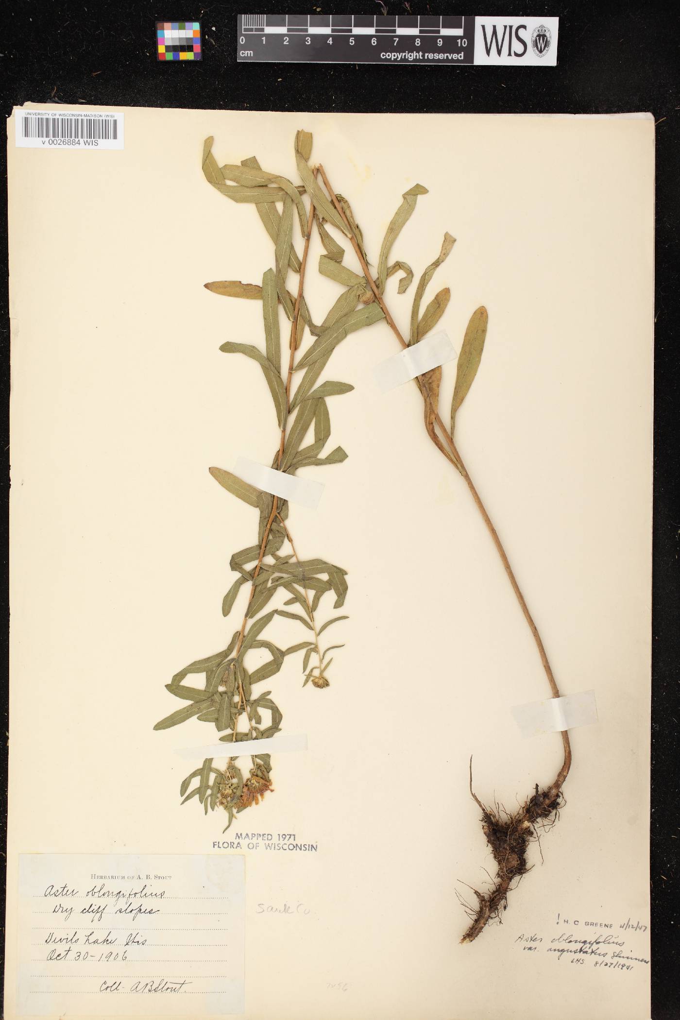 Symphyotrichum oblongifolium image