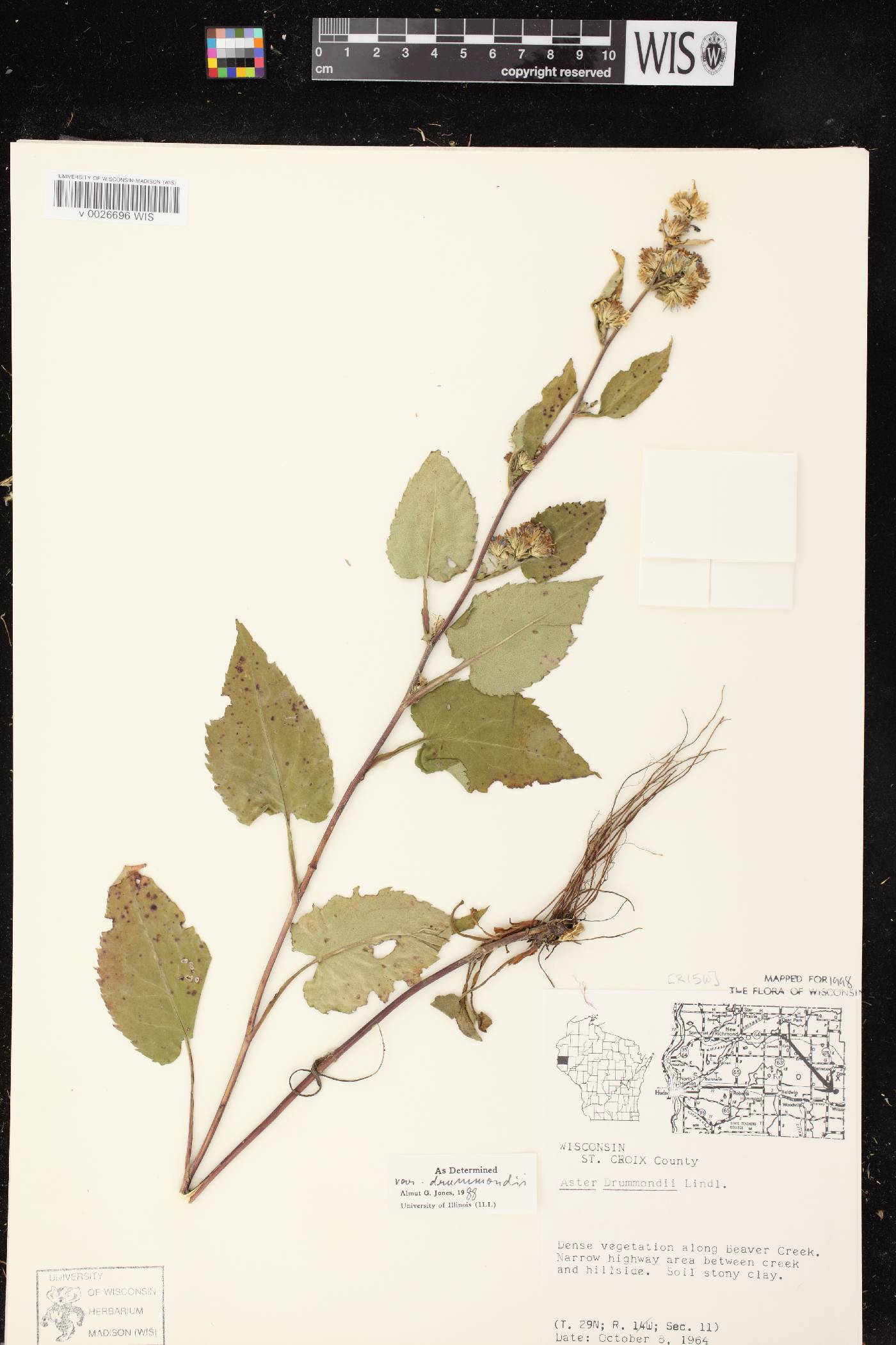 Symphyotrichum drummondii var. drummondii image