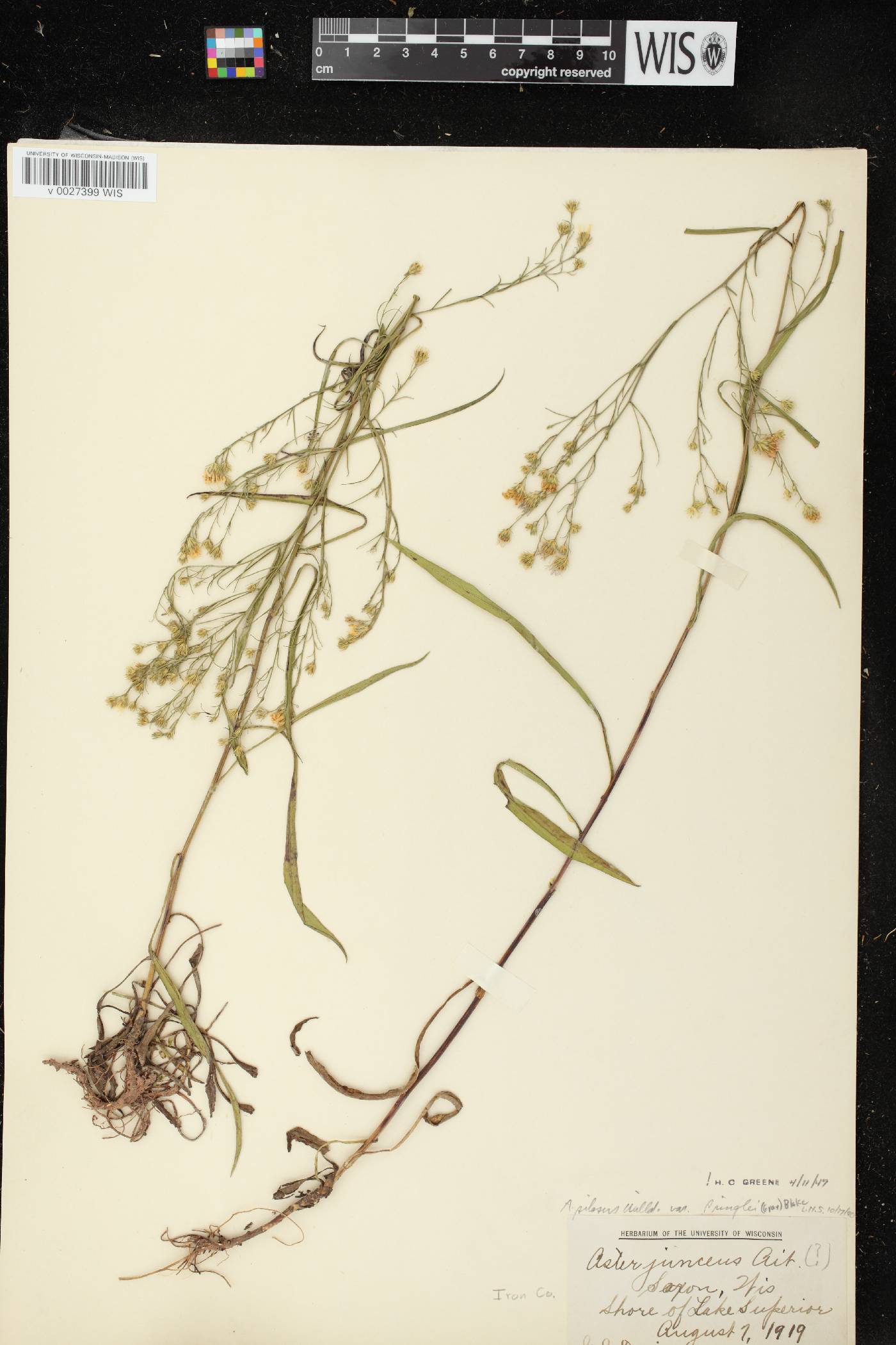 Symphyotrichum pilosum image