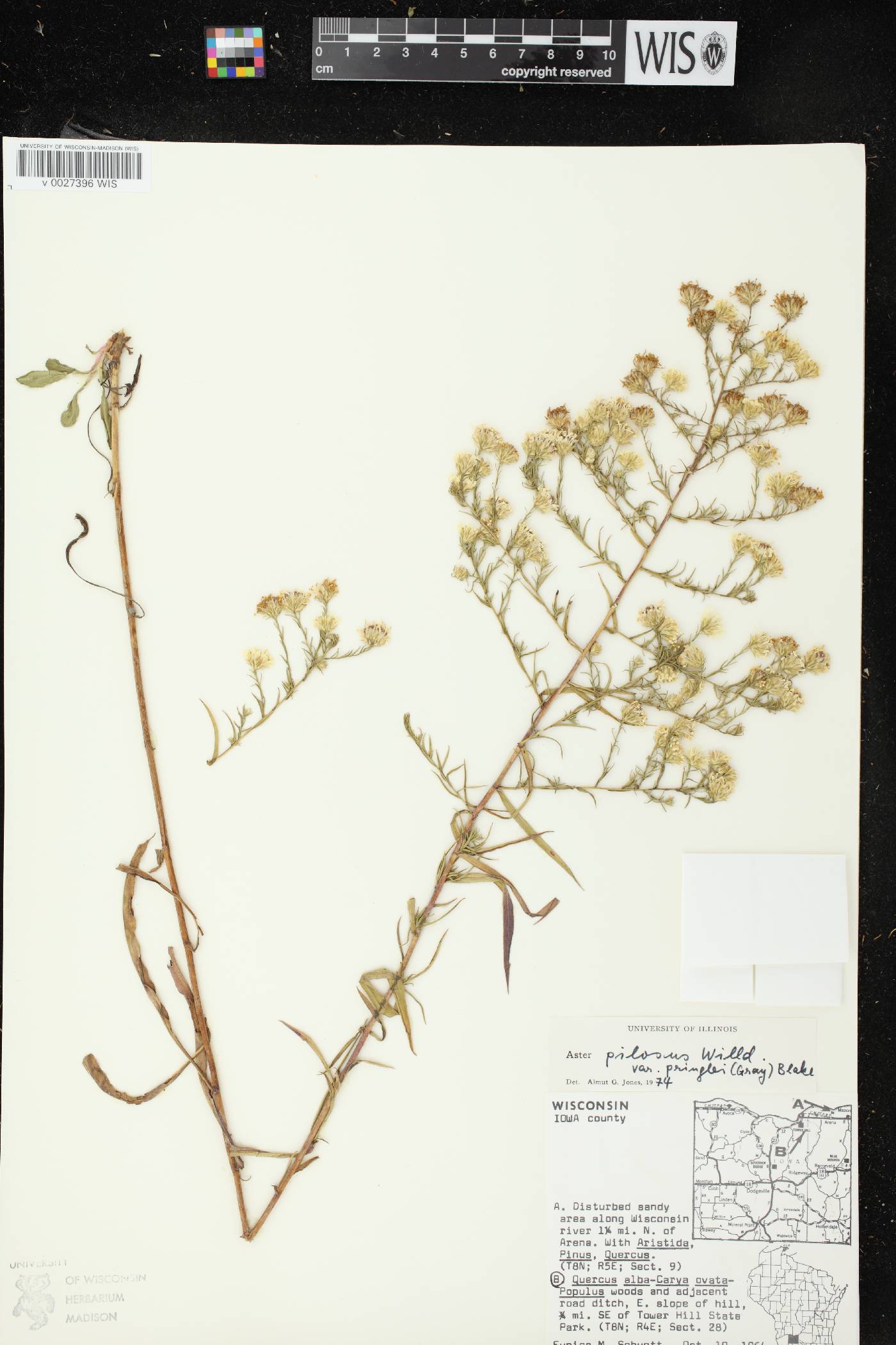 Symphyotrichum pilosum image