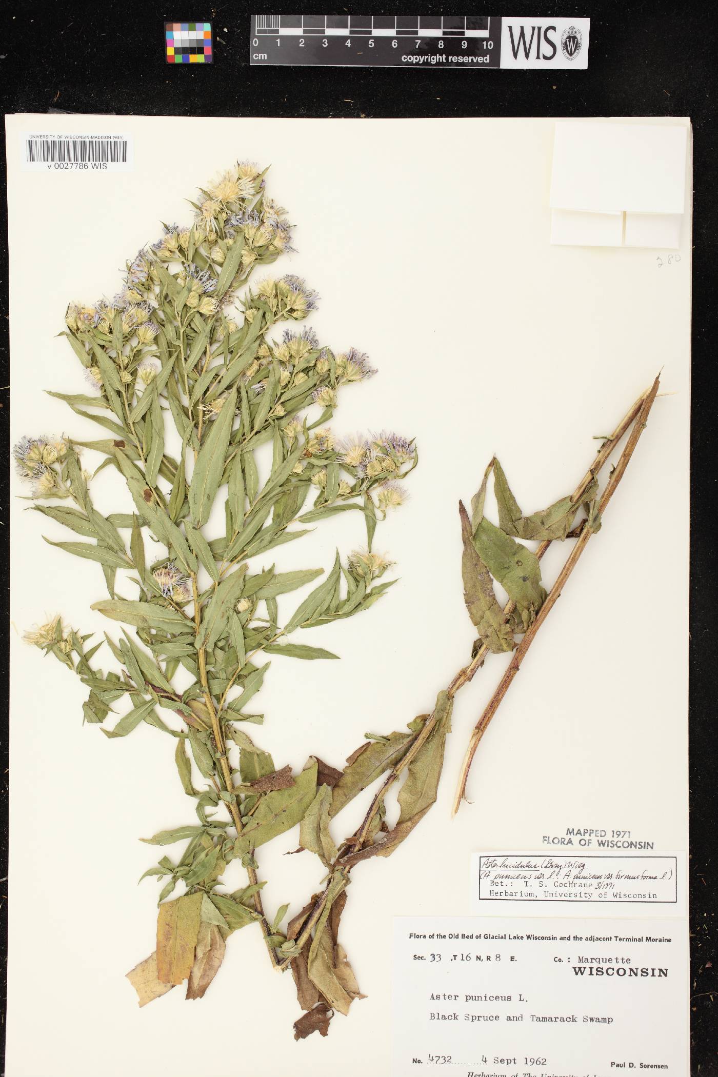 Symphyotrichum firmum image