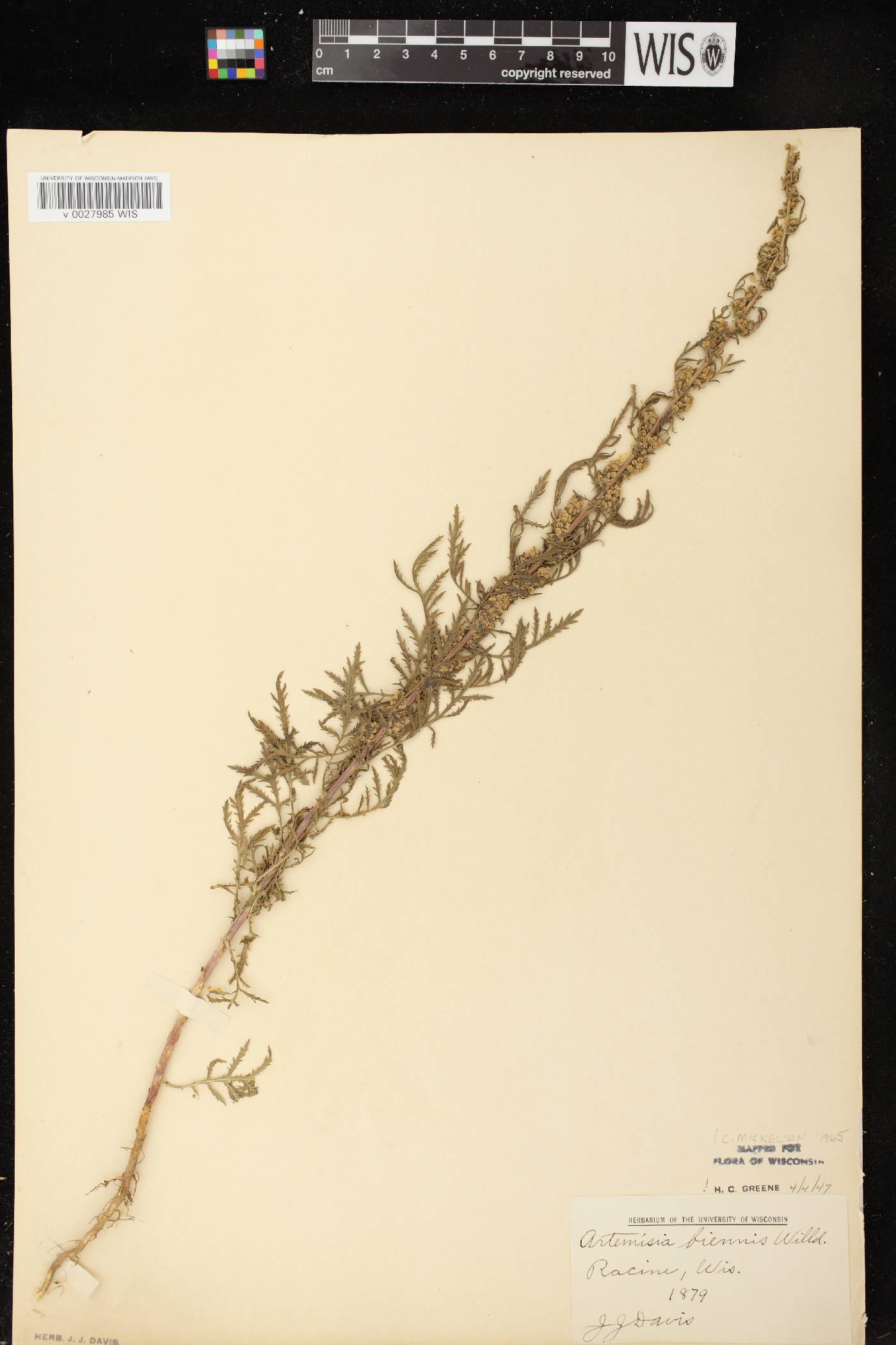 Artemisia biennis image
