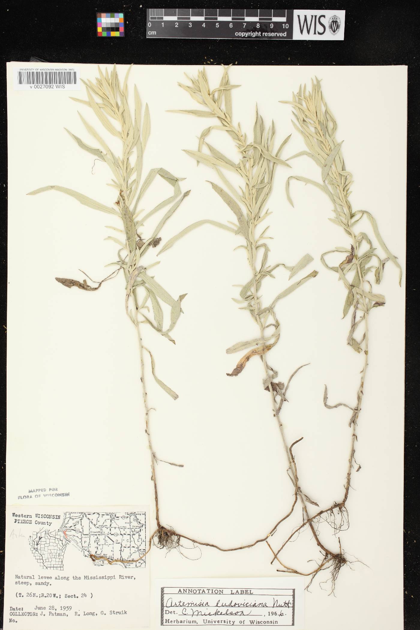 Artemisia ludoviciana image