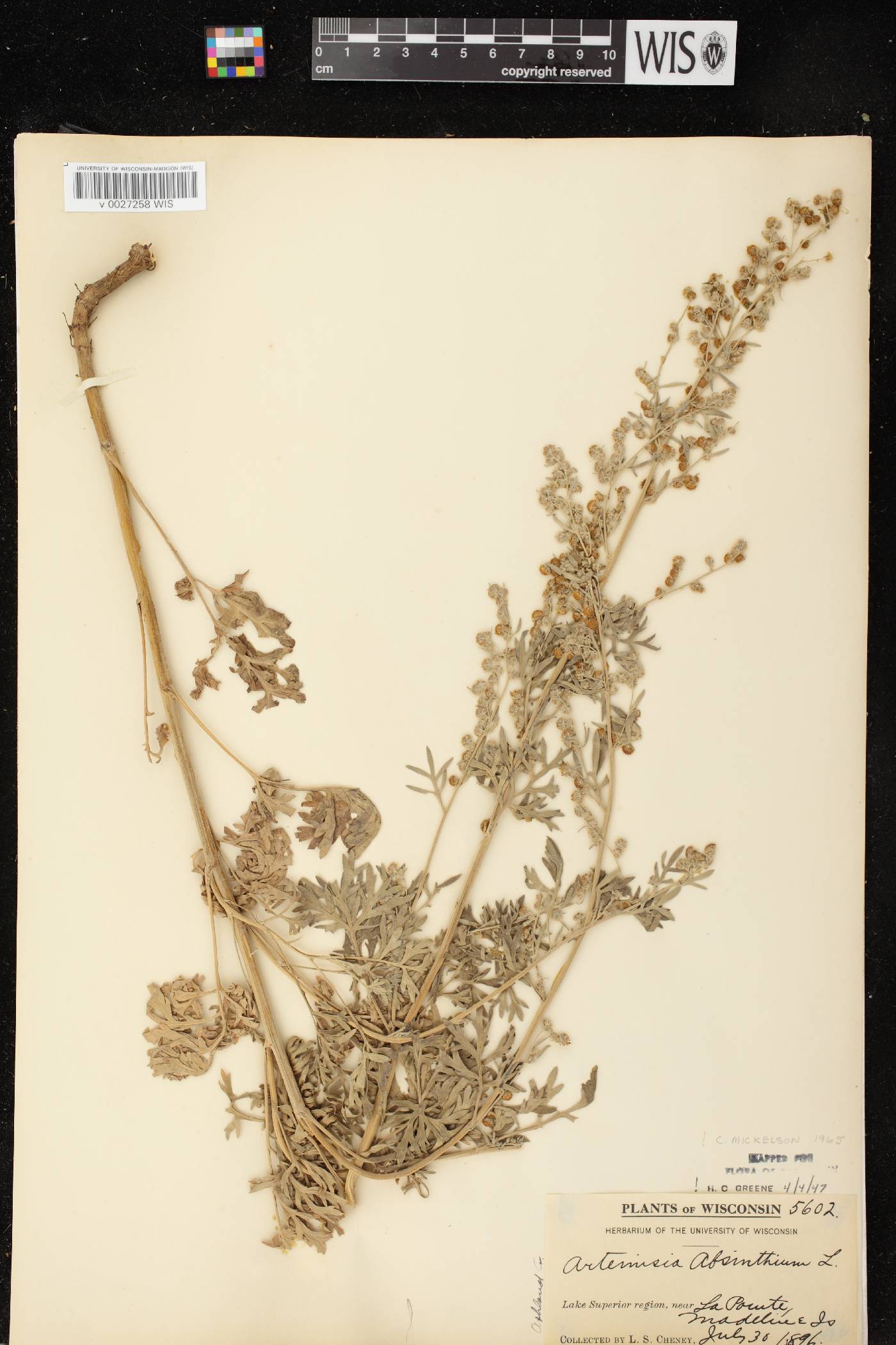 Artemisia absinthium image