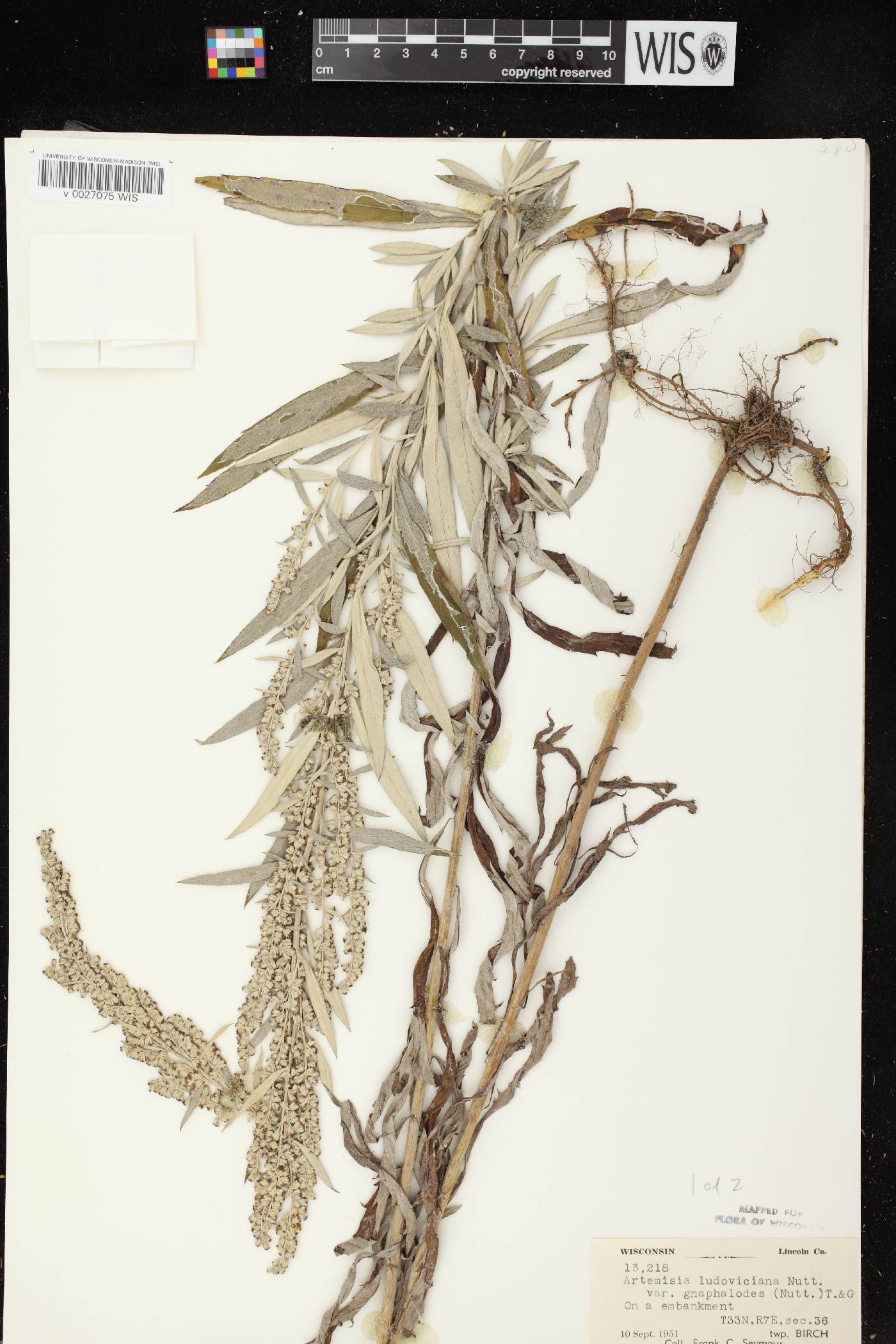 Artemisia ludoviciana image