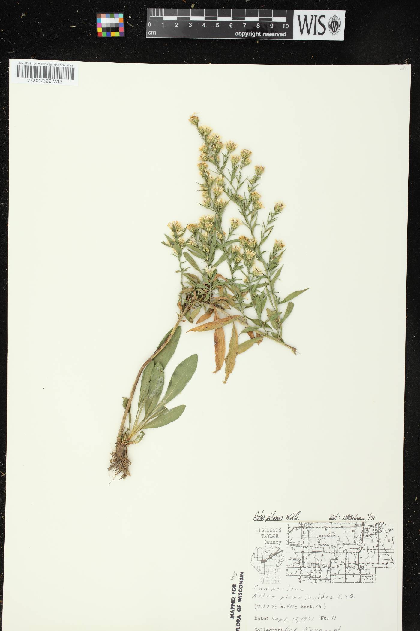 Symphyotrichum pilosum var. pilosum image