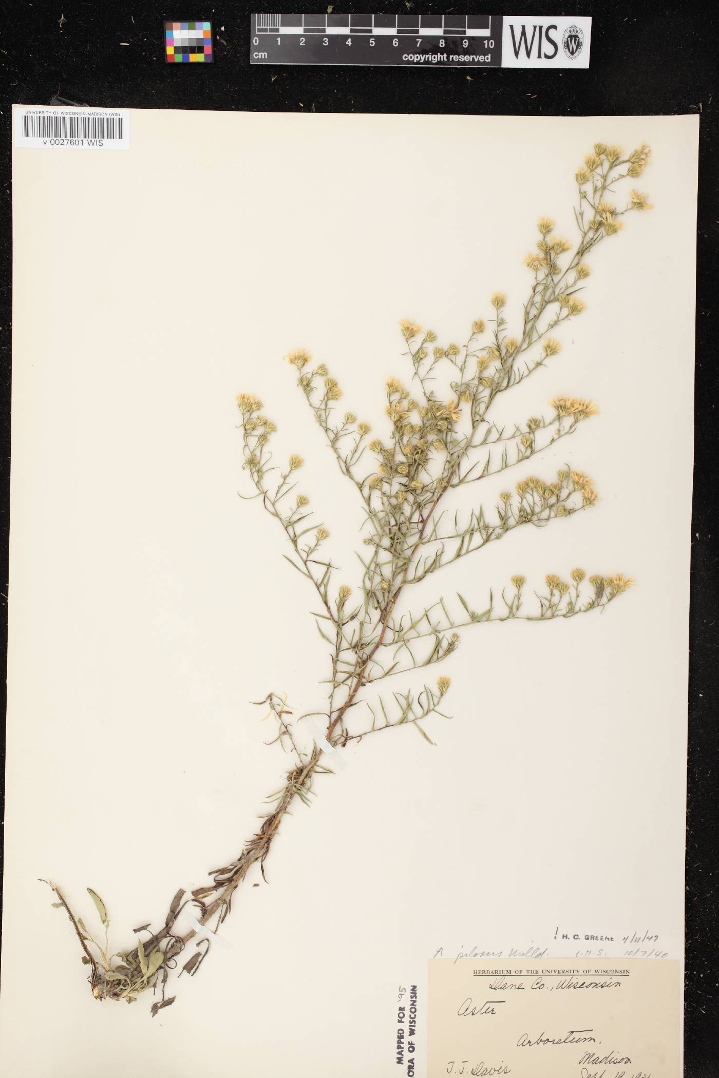 Symphyotrichum pilosum var. pilosum image