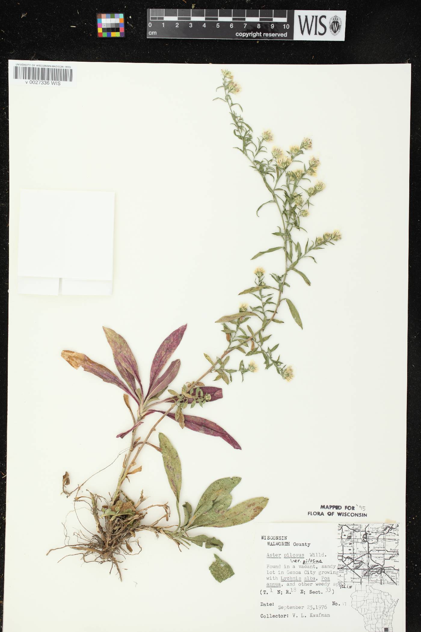 Symphyotrichum pilosum image