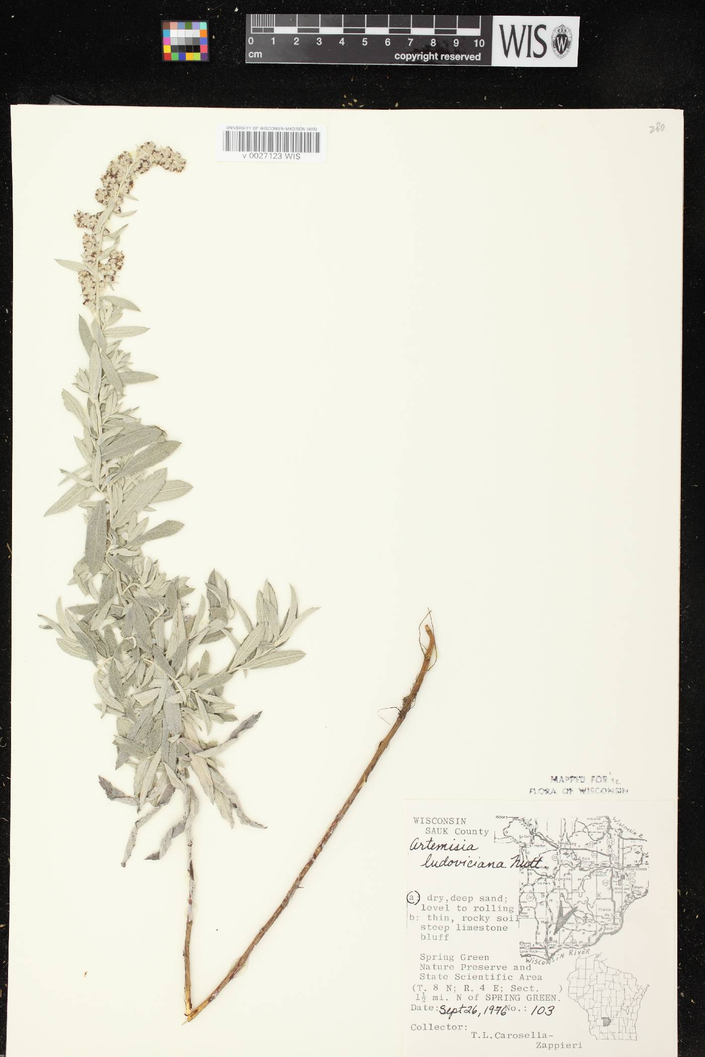 Artemisia ludoviciana image