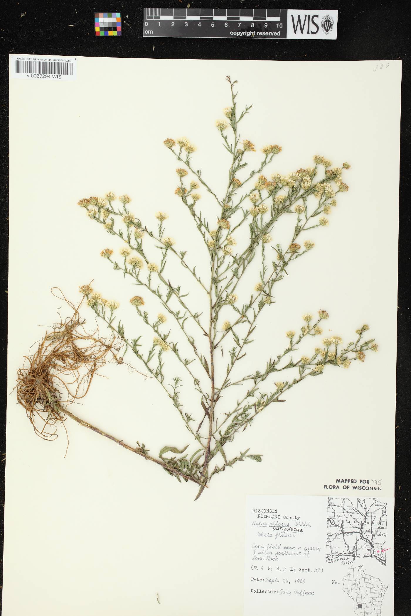 Symphyotrichum pilosum image