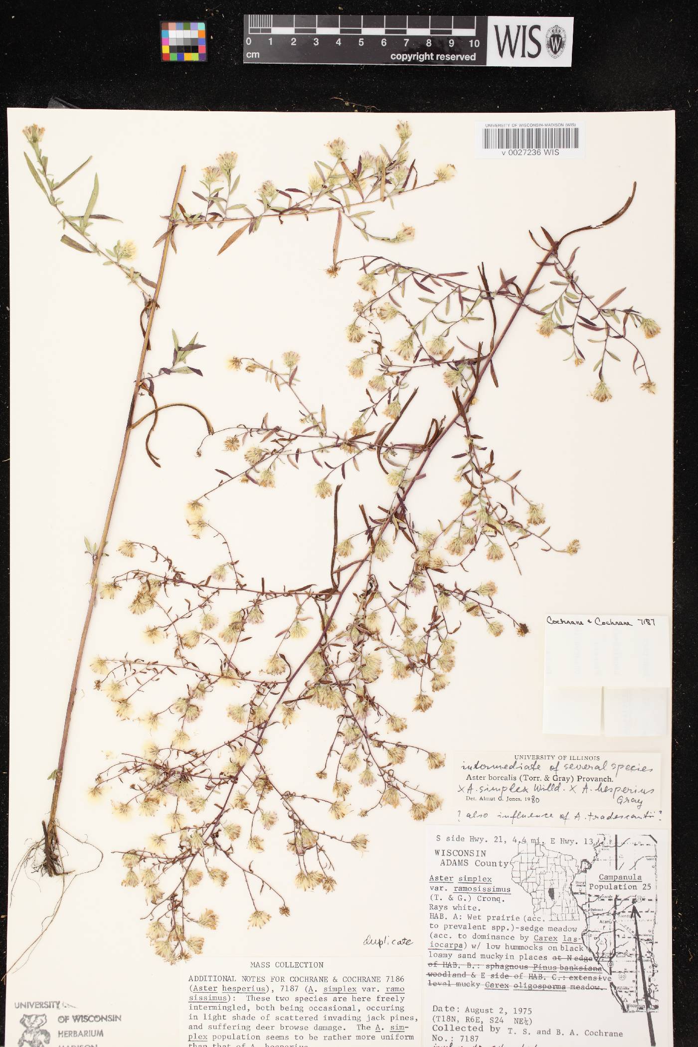 Symphyotrichum boreale image