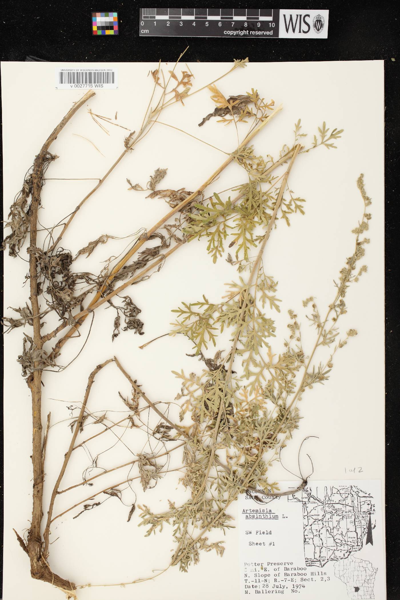 Artemisia absinthium image