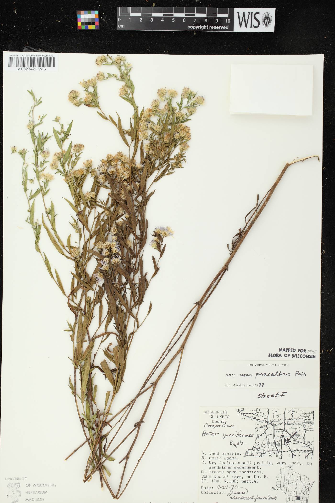 Symphyotrichum praealtum image