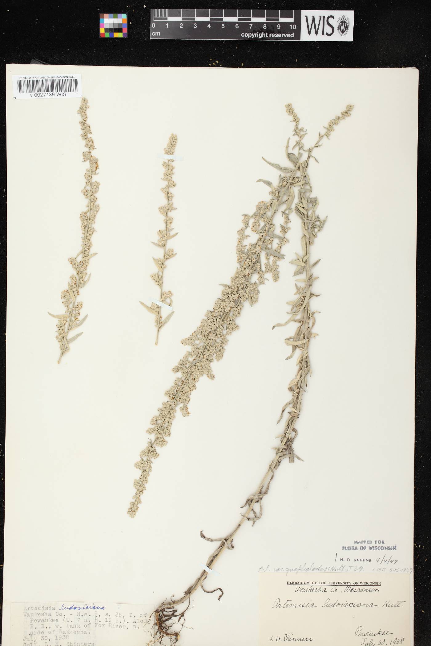 Artemisia ludoviciana image