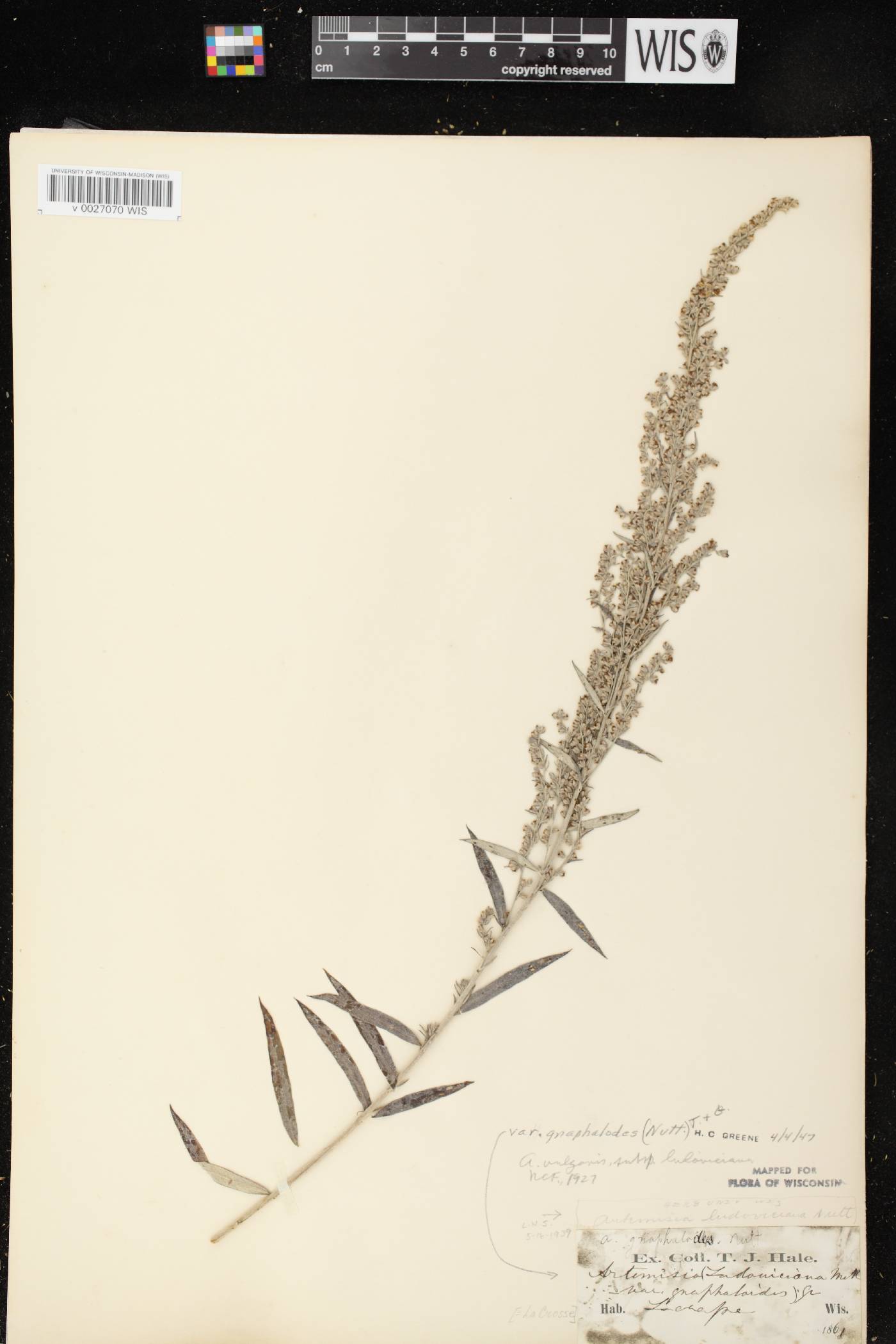 Artemisia ludoviciana image