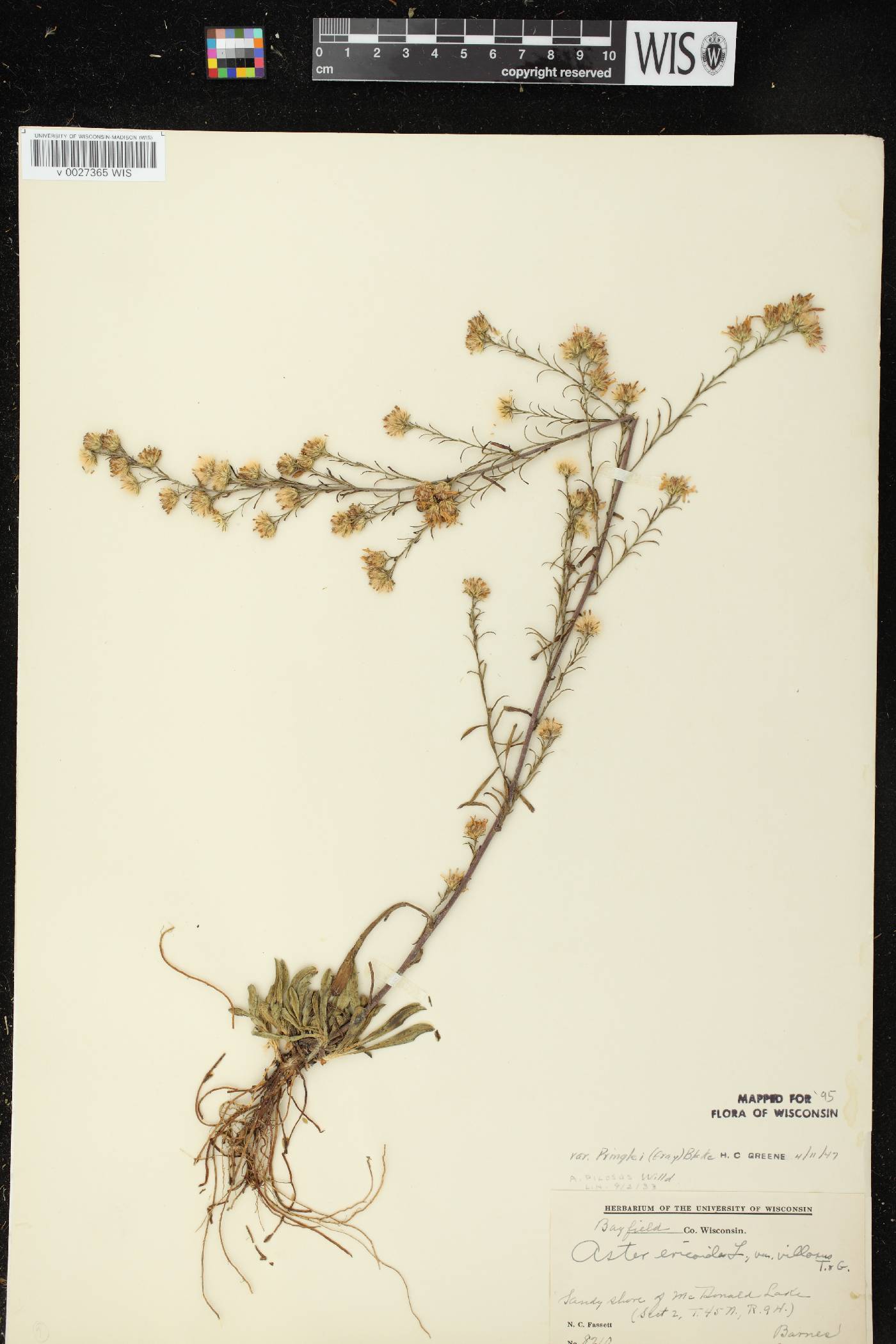 Symphyotrichum pilosum image