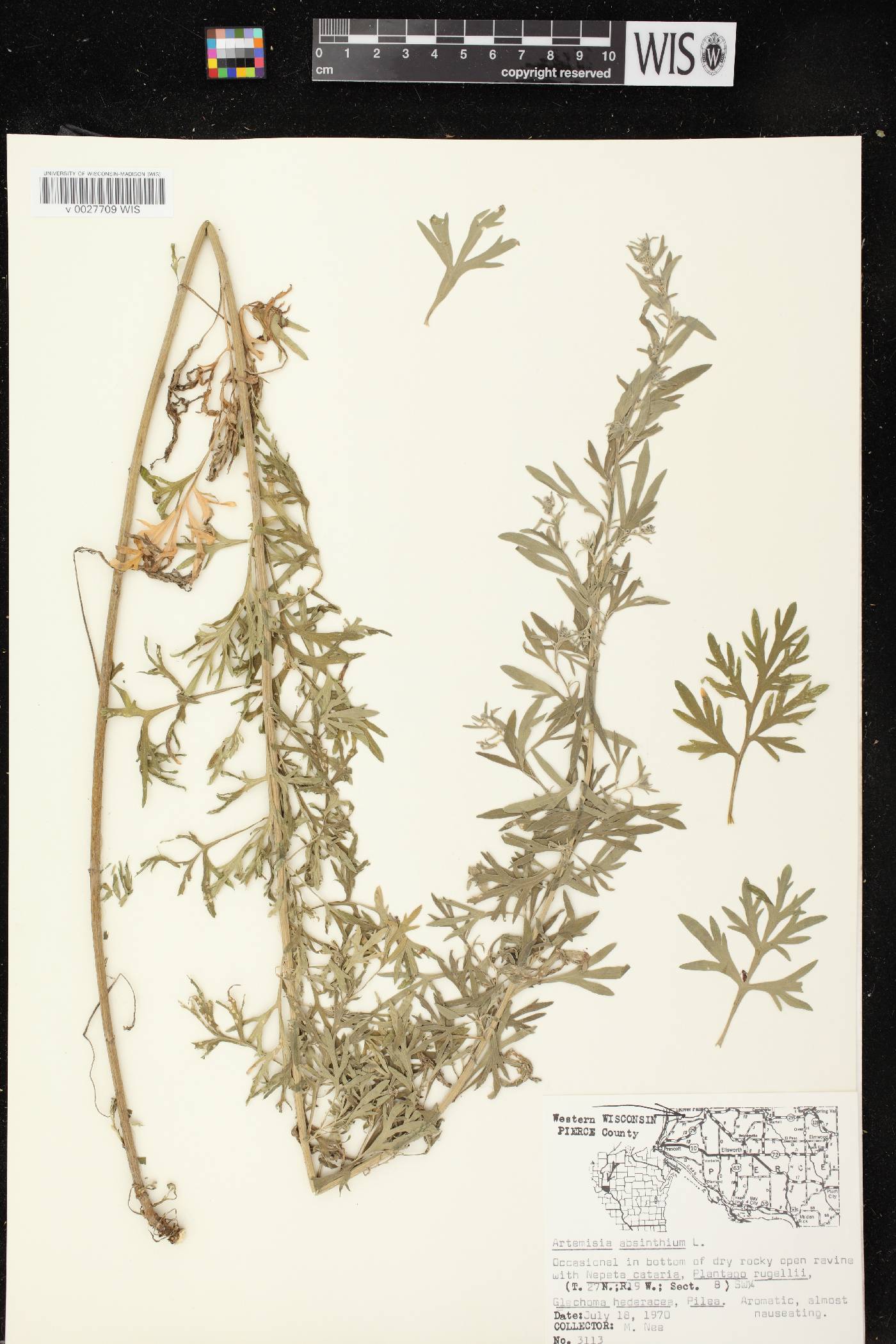 Artemisia absinthium image