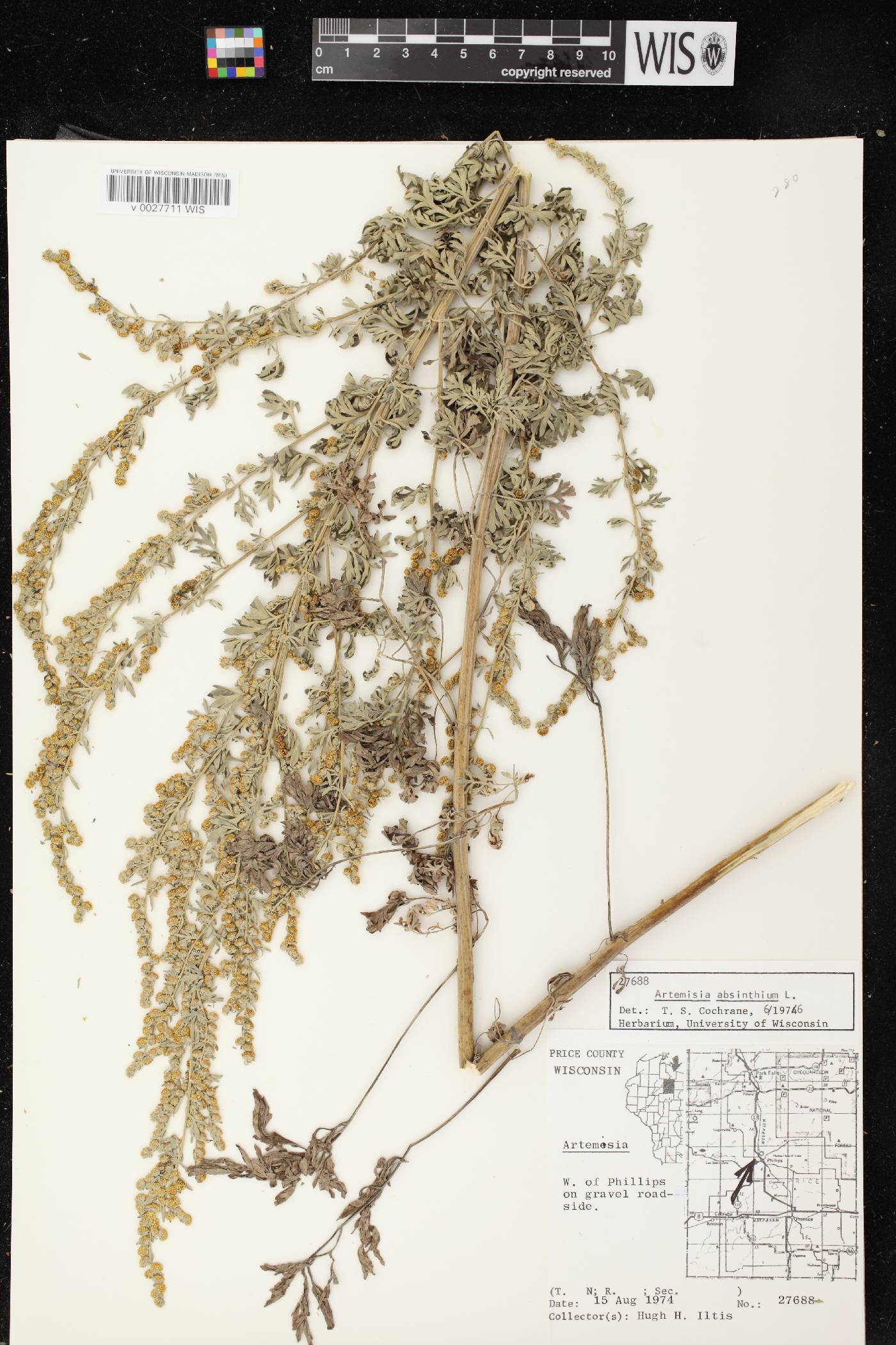 Artemisia absinthium image