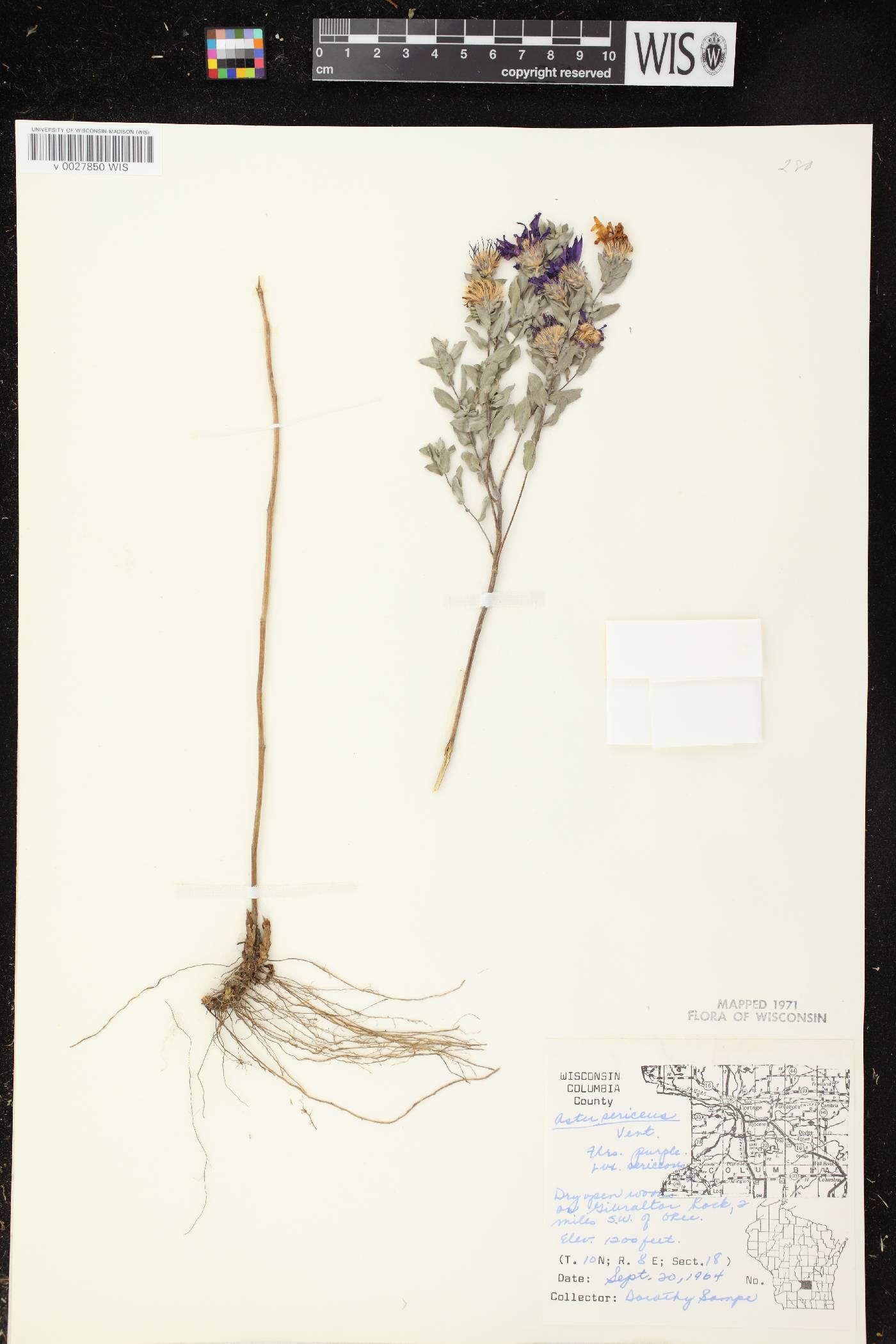 Symphyotrichum sericeum image