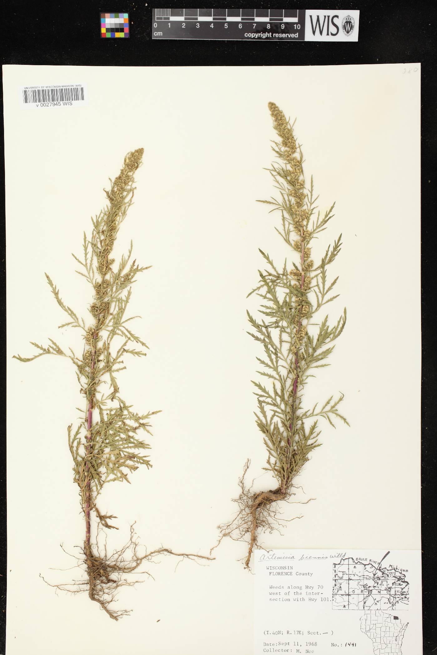 Artemisia biennis image