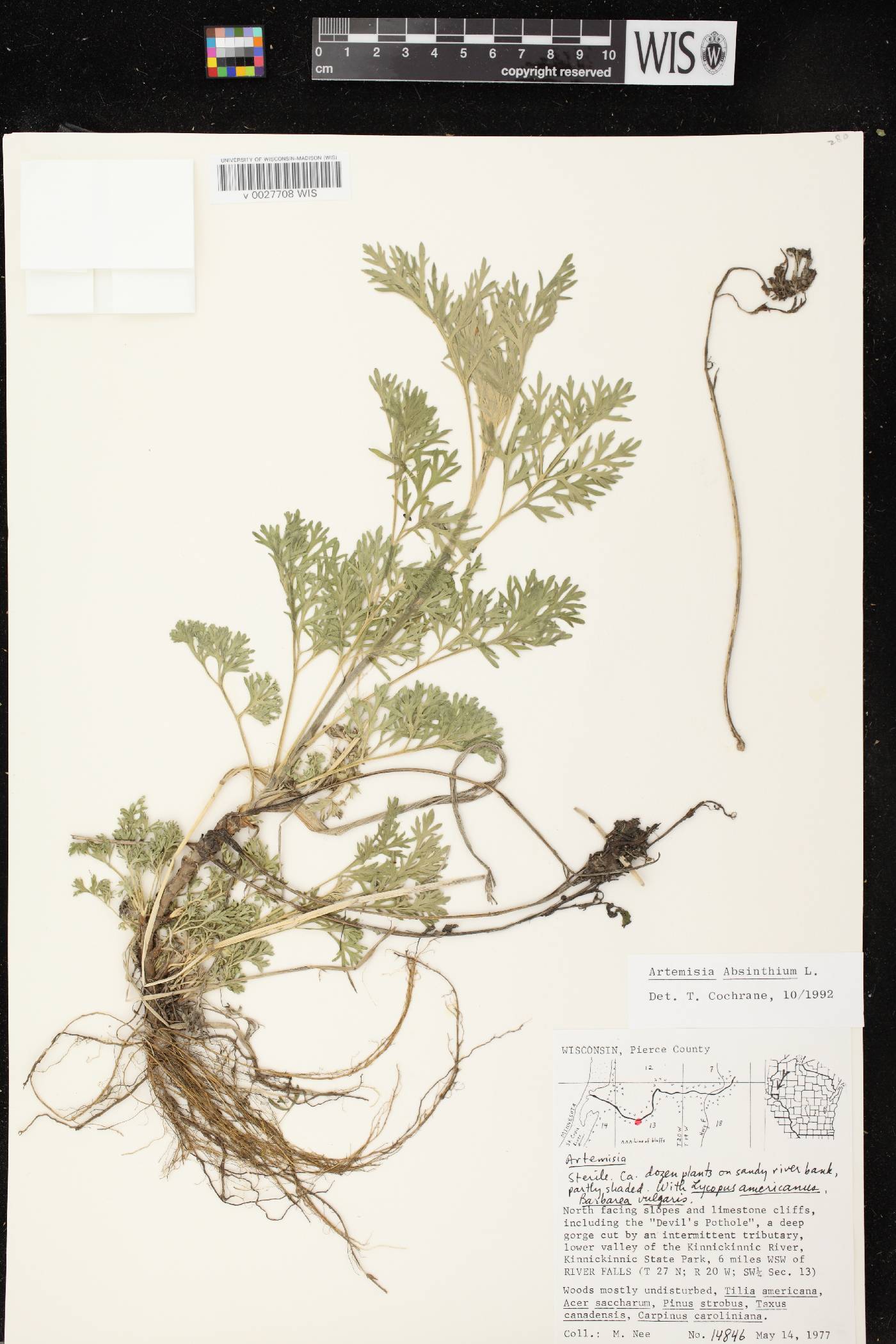 Artemisia absinthium image