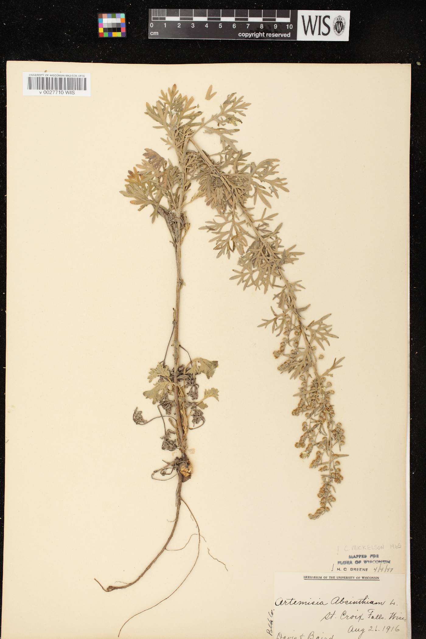 Artemisia absinthium image