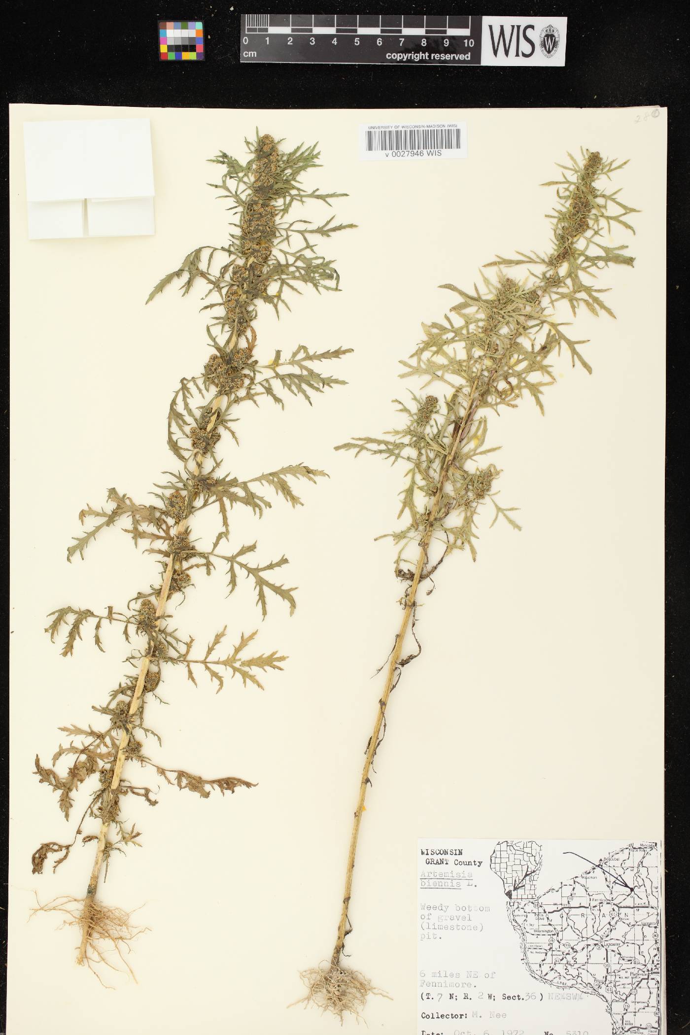 Artemisia biennis image