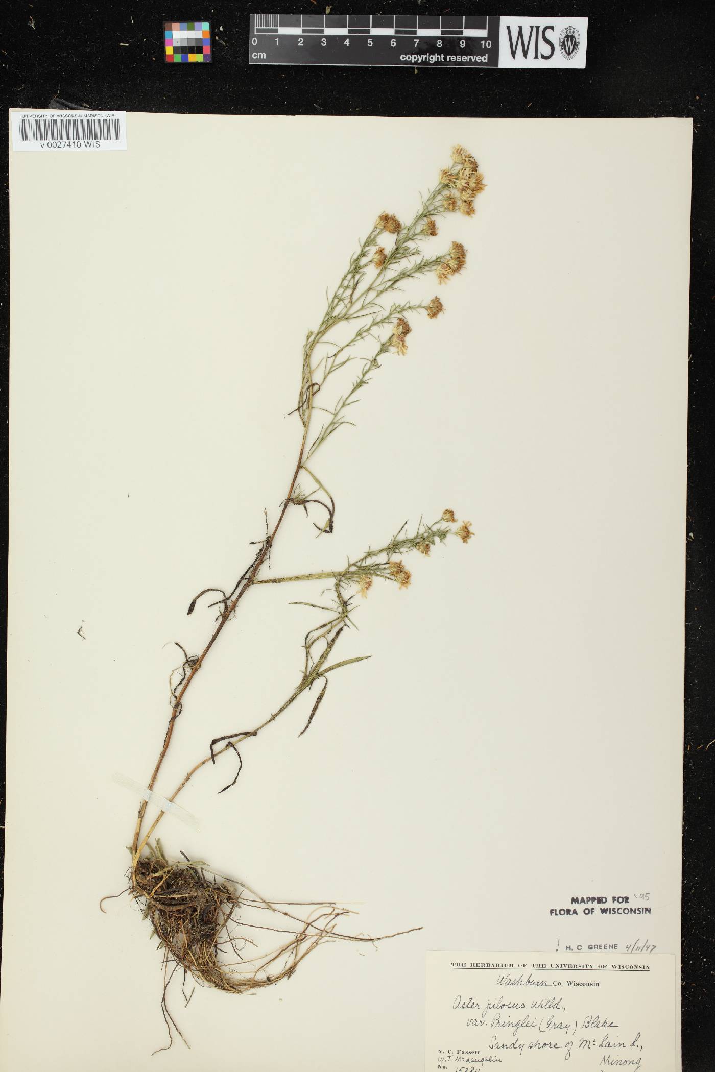 Symphyotrichum pilosum image